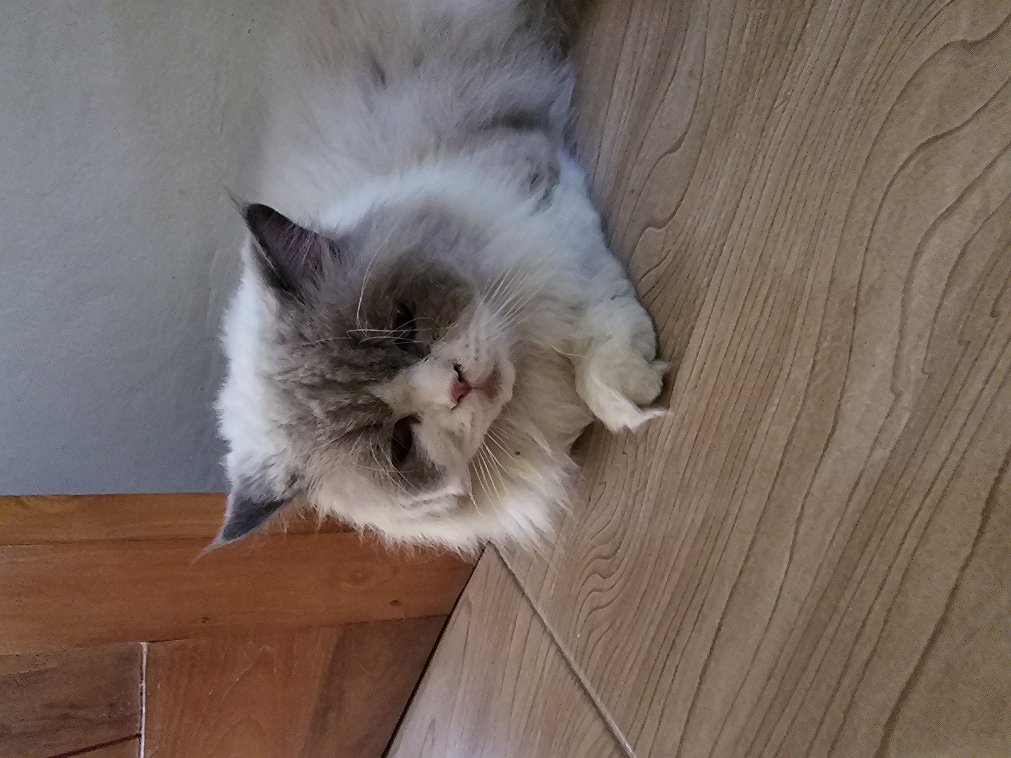 In Sidorejo, Indonesia, a fluffy cat with white and gray fur lies on a wooden floor. The cat is positioned in the lower right portion of the frame, facing the viewer with its head slightly turned. Its eyes are partially closed, and its expression appears relaxed or perhaps sleepy. The cat's front paws are tucked beneath its chest, and its tail is not visible. To the left of the cat, a portion of a wooden door is visible, its surface showing a warm, brown grain pattern. The background consists of a plain, light-colored wall. The floor is made of wooden planks with a visible grain texture.