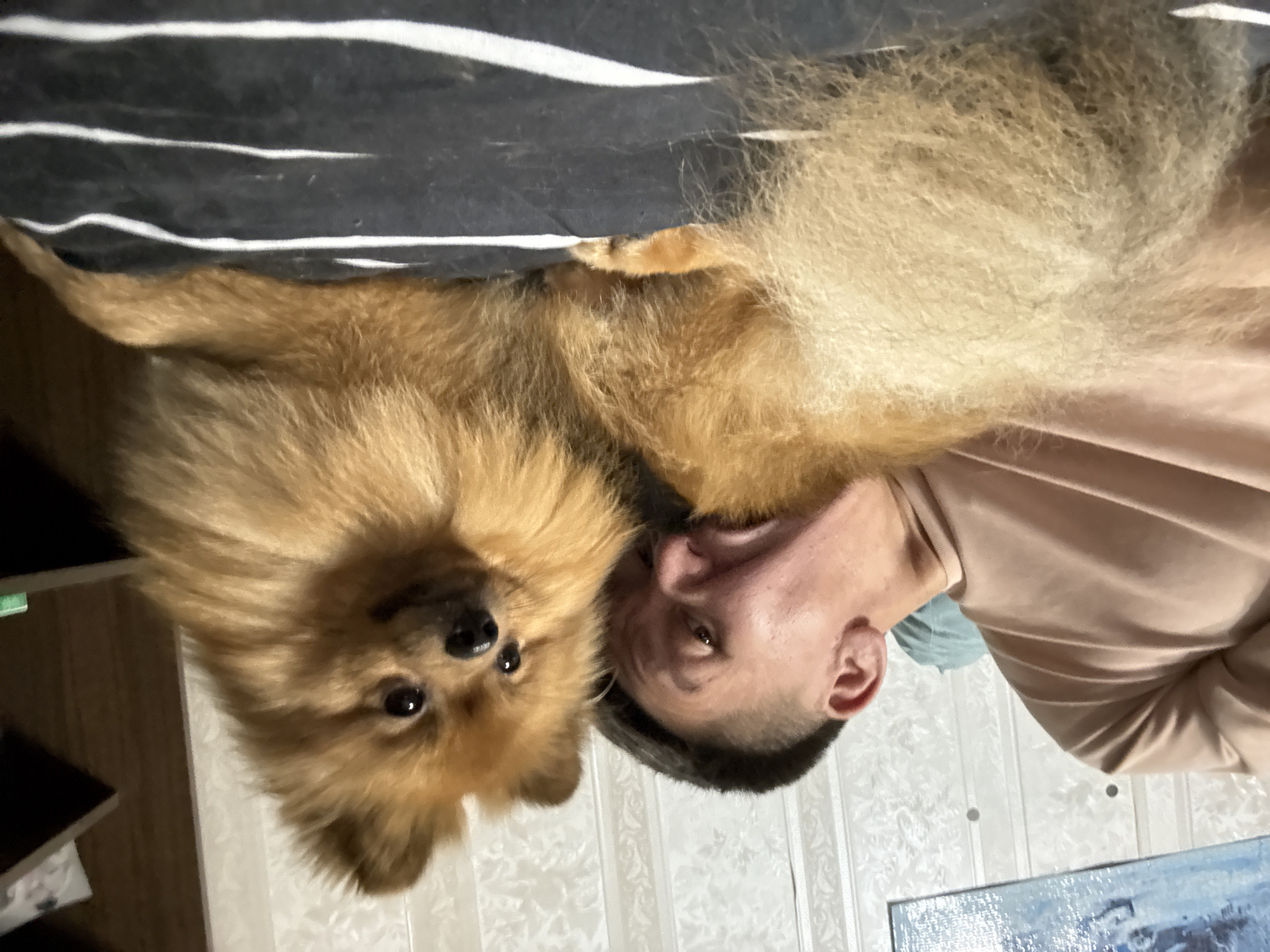 A person and a Pomeranian dog are lying down on a striped surface, likely a bed. The person is on the left, wearing a beige sweatshirt, and is leaning in towards the dog. Their face is close to the dog's, with their eyes looking at the dog. The dog, on the right, is fluffy and appears to be looking towards the camera. The background shows a wall with patterned wallpaper and a shelf with some items. The overall setting suggests an indoor environment, possibly a bedroom in a residential apartment in Khimki, Russia, given the provided location context.