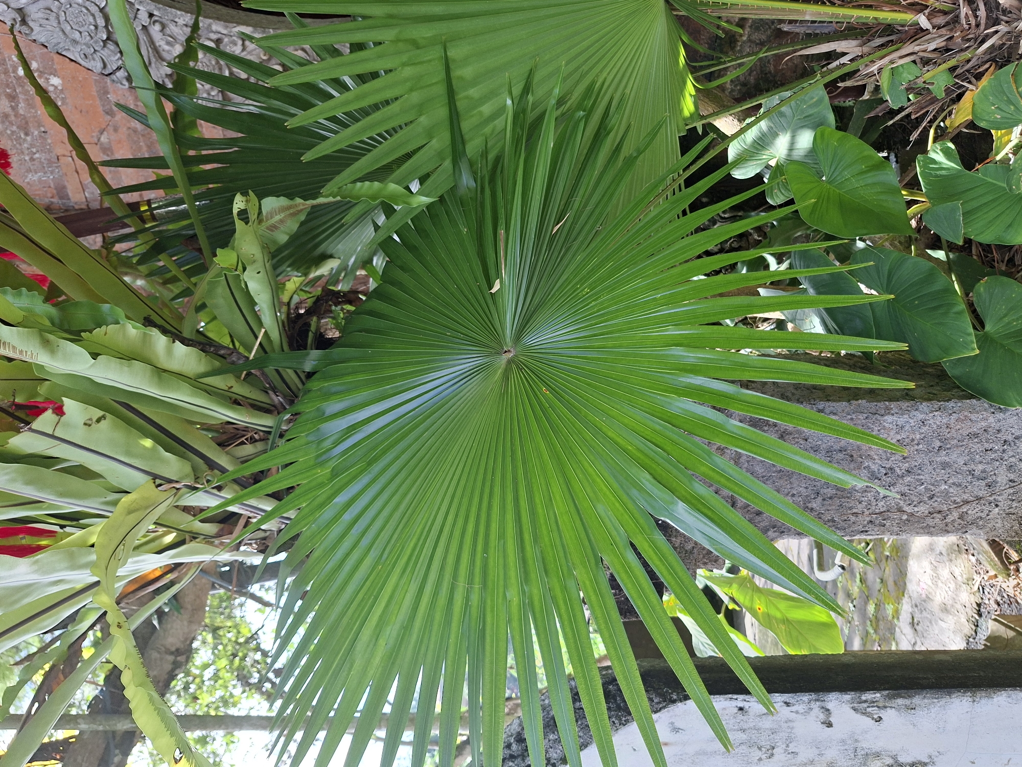 The image depicts a vibrant, green palm leaf, likely a fan palm, prominently displayed in the foreground. Its radial structure and individual segments are clearly visible. Another palm leaf is partially visible in the background. A bird's nest fern with broad, lance-shaped leaves is also present on the left side of the frame. Large, heart-shaped leaves of another plant are visible on the right.
The setting appears to be a garden or outdoor area, evidenced by the lush vegetation and dappled sunlight. The presence of a stone or concrete structure suggests this might be a courtyard or landscaped area.
The location is identified as Ubud District, Indonesia.