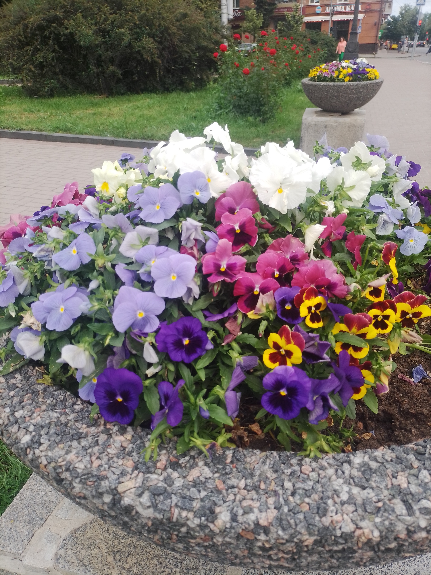 The image shows a close-up of a planter filled with a variety of pansies in shades of purple, blue, white, pink, and yellow. The planter is made of a rough, grey, speckled material and rests on a concrete base. In the background, a green hedge is visible, along with a paved walkway and a street with buildings and lampposts. A few people are walking in the distance. The overall scene suggests an outdoor urban setting, likely a public park or street in Poltava, Ukraine, given the context provided. The flowers are the primary focus of the image, filling the foreground and creating a vibrant display of color.