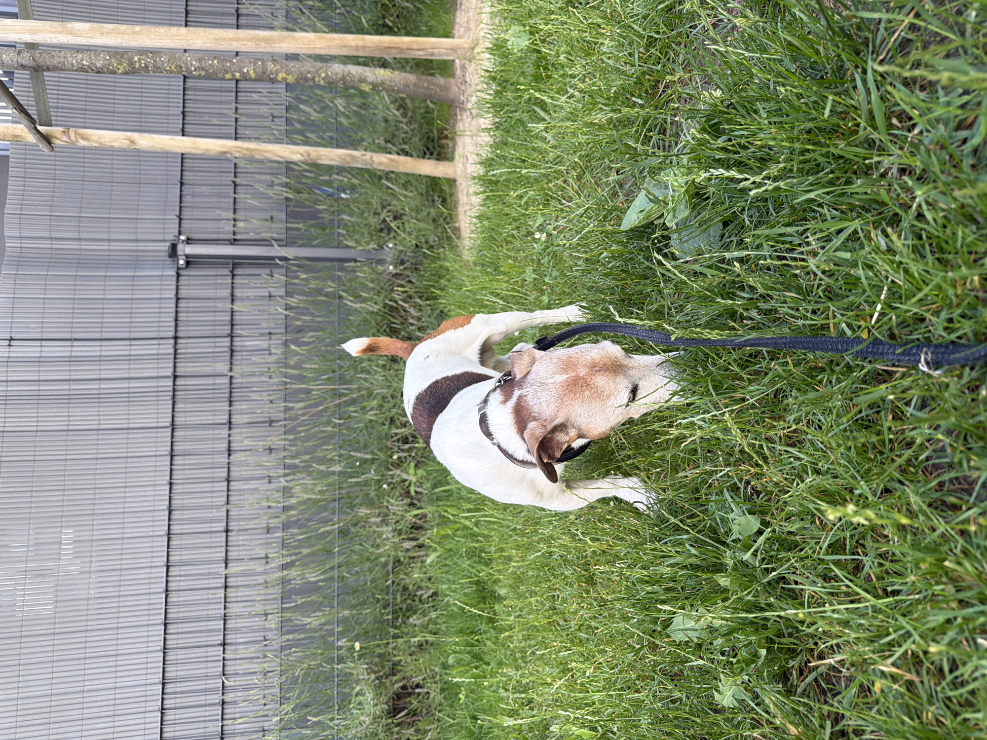 The image shows a dog on a leash in a grassy area. The dog is mostly white with brown markings on its head and back. It is looking down at the ground. The grass is green and appears to be well-maintained. Behind the dog, there is a fence made of wooden posts and metal slats. The fence is dark gray. The image is taken from a high angle, looking down at the dog and the surrounding area. The lighting suggests it is daytime, and the weather appears to be fair. There are no people visible in the image. The setting appears to be a backyard or park area.