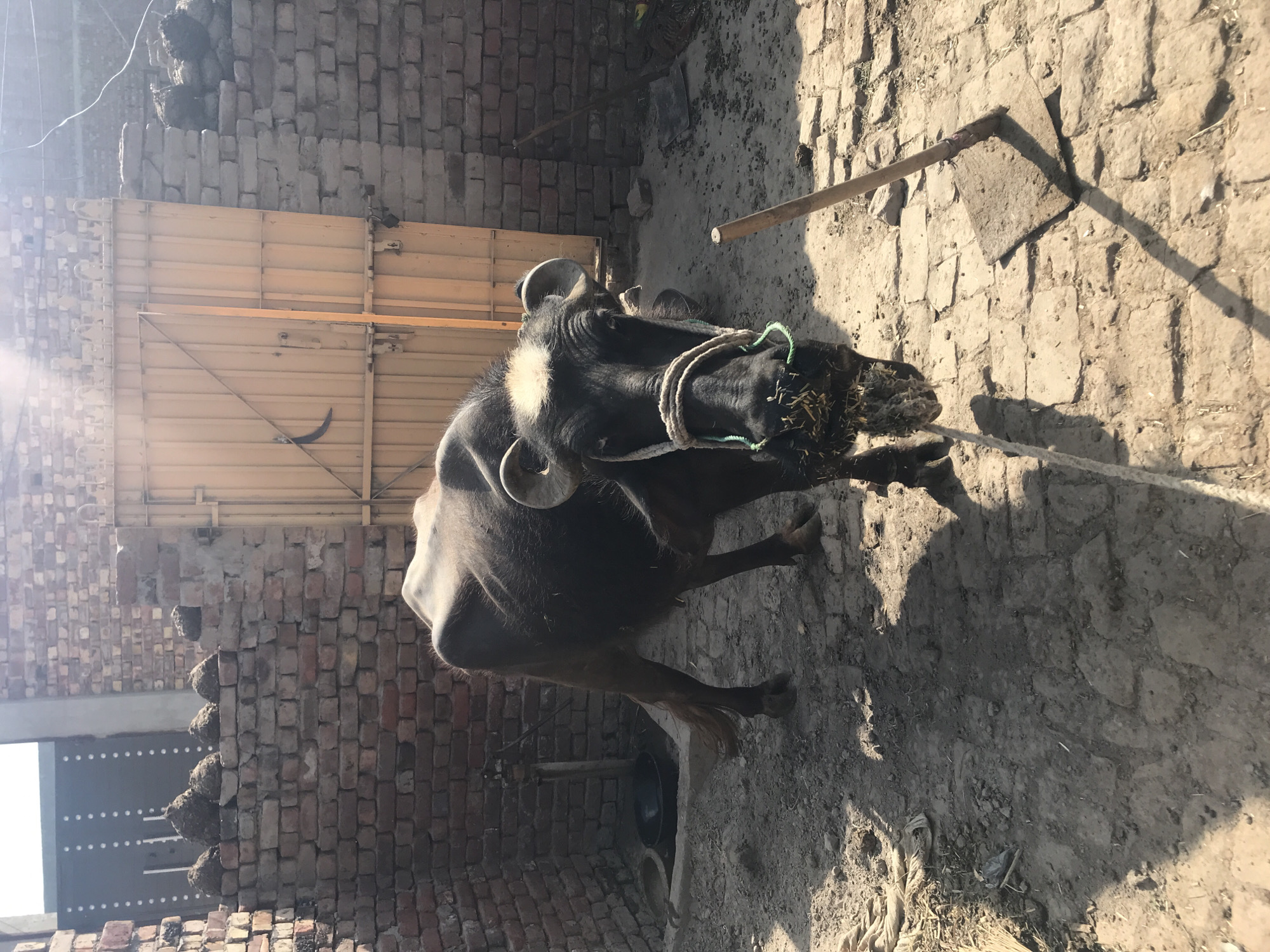 The image displays a black water buffalo standing in an outdoor enclosure, likely in a rural or semi-urban setting. The buffalo has prominent, curved horns, a white patch on its forehead, and is secured by a green and white rope halter around its head. Dried plant material, possibly hay or straw, is visible around its mouth.
The setting is characterized by rough brick walls enclosing the space, with a light-colored metal gate, likely corrugated, in the background. The ground is uneven dirt, and strong shadows indicate bright, clear sunlight, suggesting it is daytime. Several objects are scattered around: a long wooden pole leans against a wall, and a shovel or hoe with a wooden handle and flat blade lies on the ground near the buffalo's head.
Notable details include several dark, rounded masses, appearing to be dried dung patties, stacked along the top of one of the brick walls. A black crescent-shaped object is visible on the metal gate. Near the buffalo's hind legs, a black metal pot or container is partially visible on the ground. The buffalo appears calm. No visible text is present in the image.