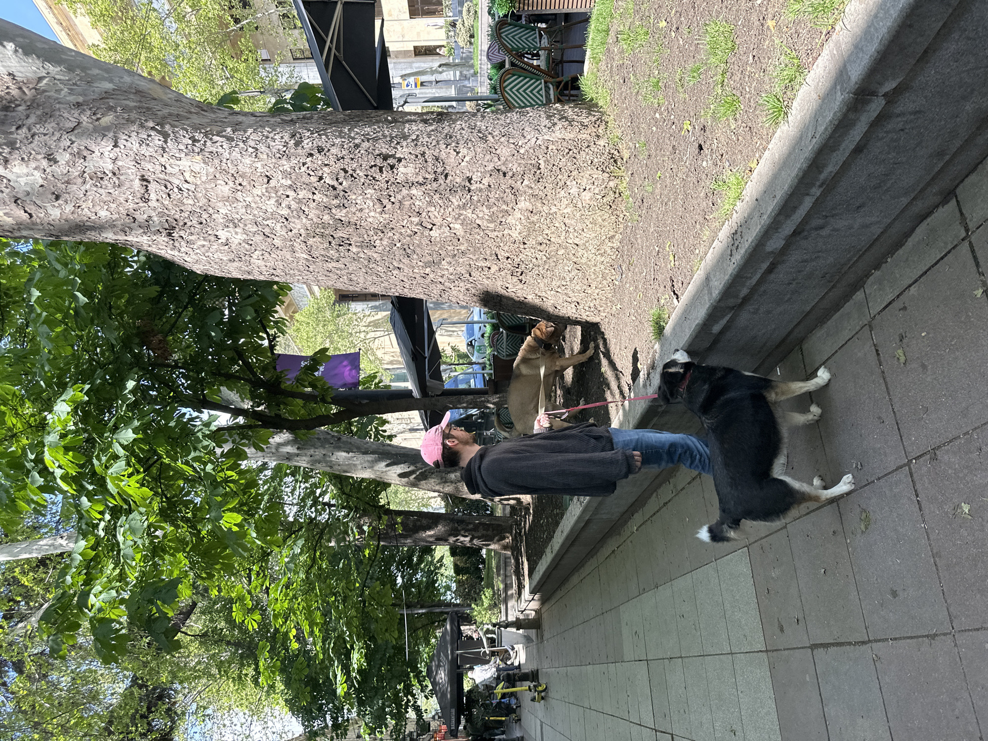 A man wearing a pink baseball cap, jeans, and a dark gray jacket walks two dogs on leashes along a tiled sidewalk. A large tree trunk is to his left, with foliage overhead. Next to the tree trunk is a raised garden bed with green grass. Behind the tree, tables and chairs can be seen, suggesting an outdoor cafe or restaurant. The scene is set in the city of Tbilisi, Georgia. A yellow scooter is parked nearby.
