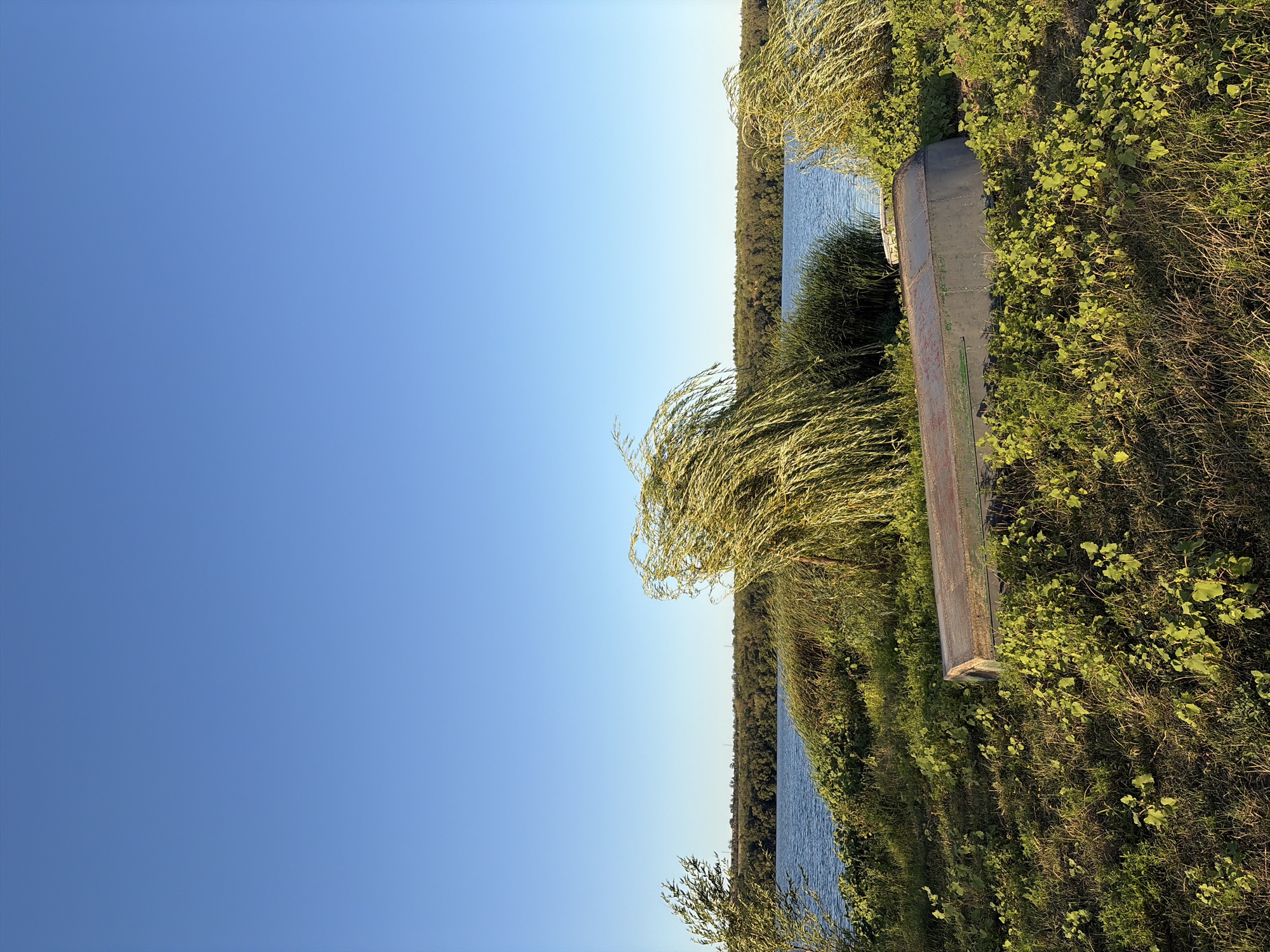 The image depicts a serene outdoor scene near the Dniester River in Oxentea, Moldova. A small, overturned boat lies on the grassy bank, partially obscured by lush green vegetation and tall, feathery plants that are rustling in the wind. The Dniester River stretches across the middle ground, its calm surface reflecting the clear blue sky. Beyond the river, a dense line of trees forms a natural horizon. The foreground is dominated by uneven ground covered in grass and scattered green plants, bathed in the warm light of what appears to be late afternoon or early morning. There are no people visible in the image.