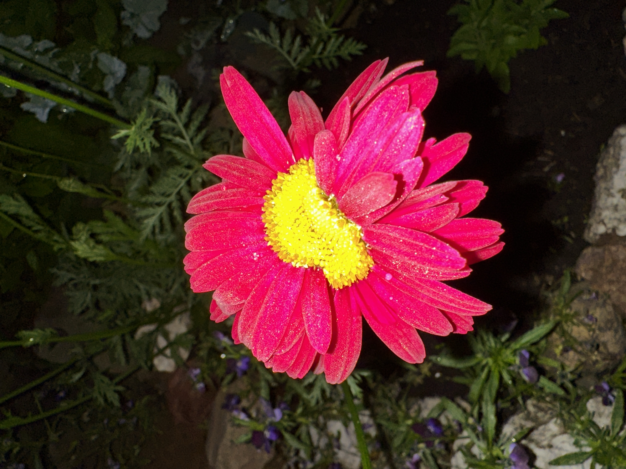 A solitary, vibrant fuchsia-colored flower, resembling a gerbera daisy, is centered and occupies a significant portion of the frame. Its numerous petals are wide and radiate outwards, showcasing minute white specks, possibly pollen or dust, along with tiny, clear water droplets. The flower's central disk florets are bright yellow and distinctively elongated or lobed, forming a somewhat figure-eight shape rather than a perfect circle. The background is predominantly dark and consists of blurred green foliage, stems, and scattered small purple blossoms. Greyish-brown, textured ground elements or stones are visible beneath the foliage on the left side of the frame. The scene is illuminated by a direct light source, highlighting the flower's colors against the deep shadows of the surrounding vegetation and ground, suggesting an outdoor, cultivated green space, possibly a garden, in Unknown, Unknown. No human subjects are present, nor are any actions or interactions observed.