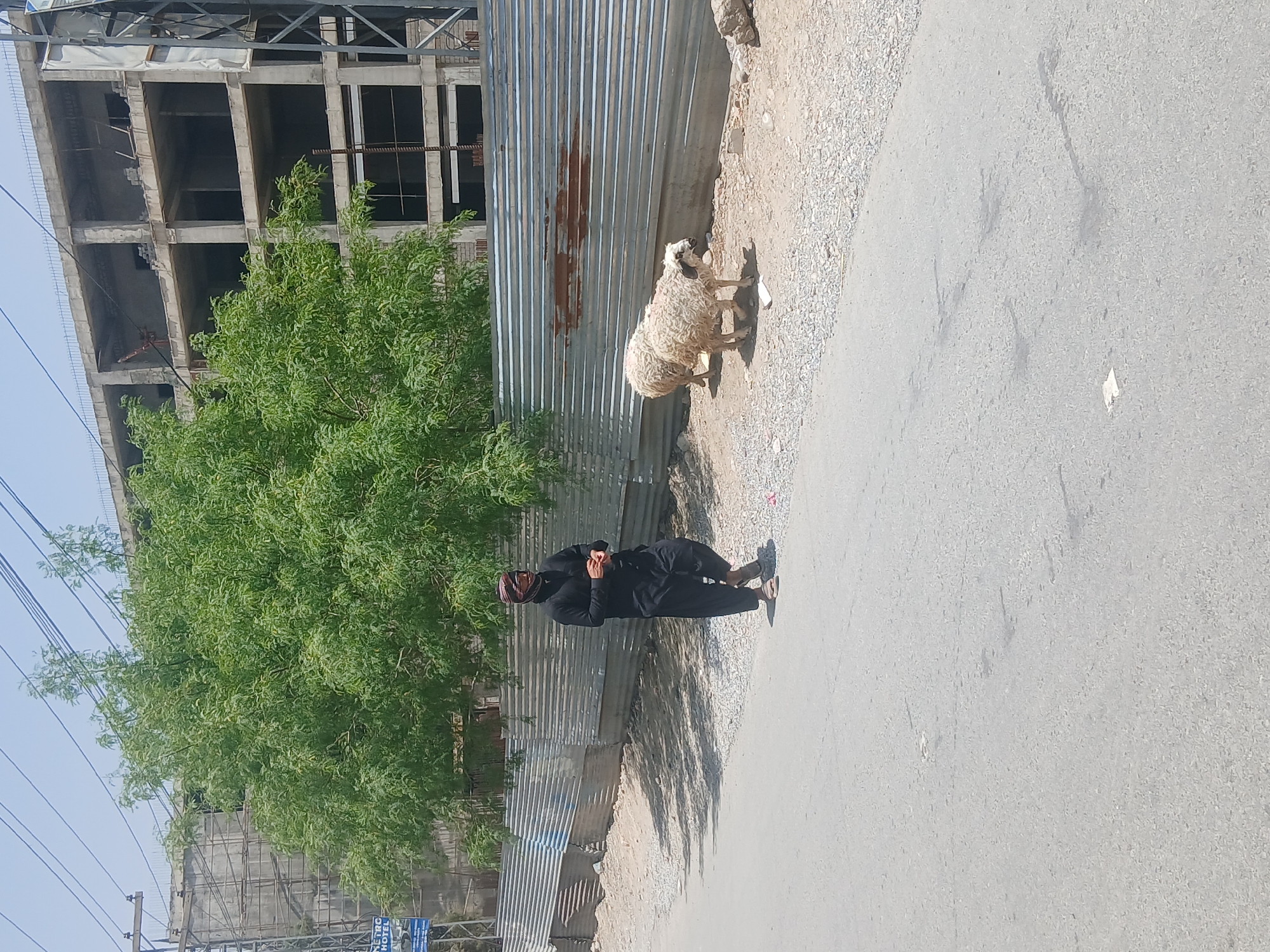 A person in black clothing stands on a paved road next to a sheep. The location appears to be Quetta City Tehsil, Pakistan. To the left, a corrugated metal fence borders a tree and an unfinished building. Wires are visible above the tree. The sheep is partially on a gravelly shoulder. The road surface appears grey.