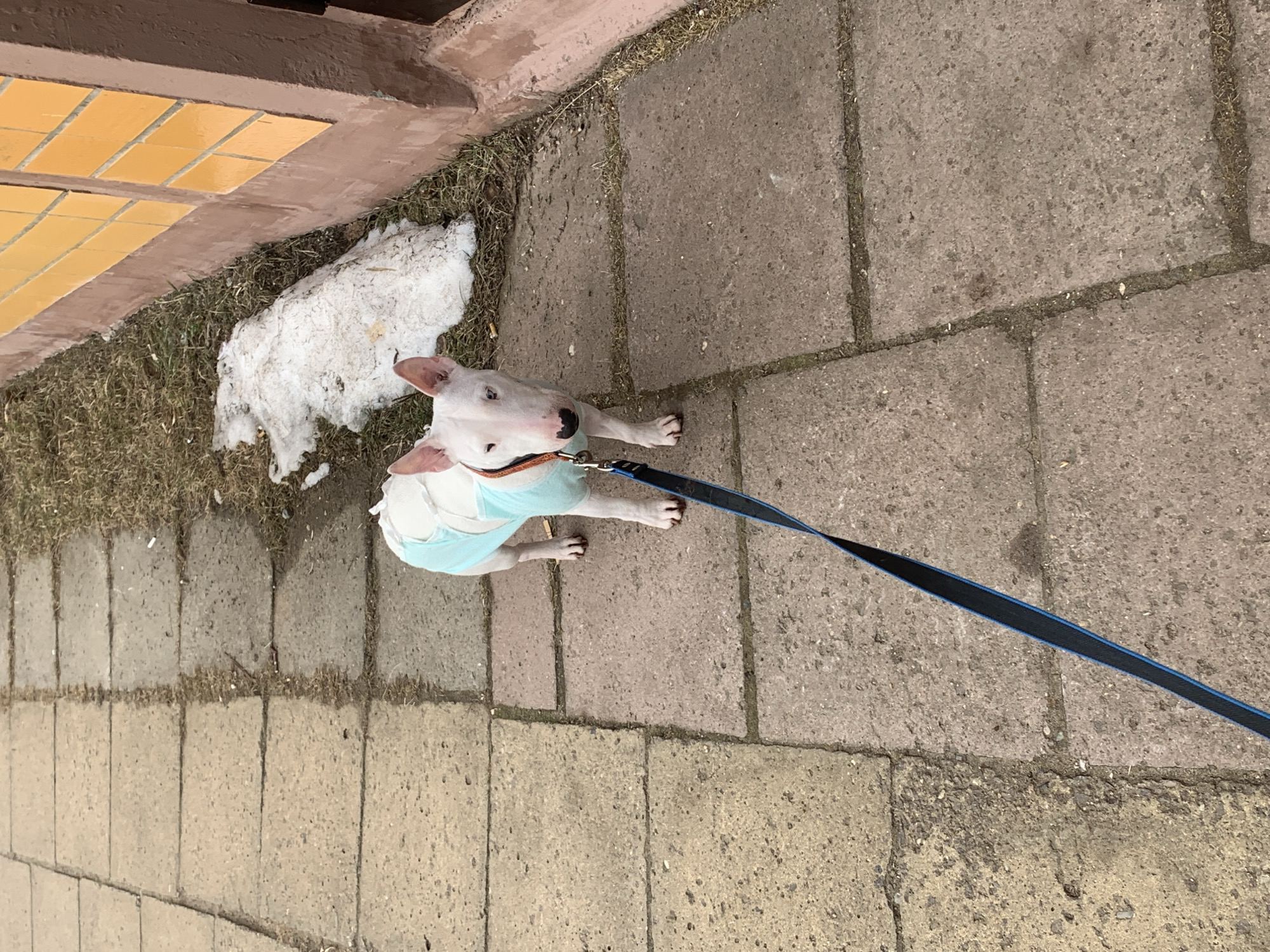 A white Bull Terrier dog stands on a concrete sidewalk in Chaikovsky, Russia, facing directly towards the camera. The dog wears a light blue garment covering its torso and an orange collar, to which a dark blue leash is attached, extending out of the lower left frame. Its left eye appears partially blue, and there is a small black patch near its right eye. To the dog's right, a strip of dry, brown grass runs parallel to a building wall. A melting patch of dirty snow is visible on the grass. The building wall features a reddish-brown lower section, topped by vertically oriented rectangular yellowish-orange tiles or bricks with dark grout lines. A darker brown vertical architectural element is present at the far right. The sidewalk consists of light grey/tan concrete paving slabs with dirt and debris in the seams. No other individuals are visible.