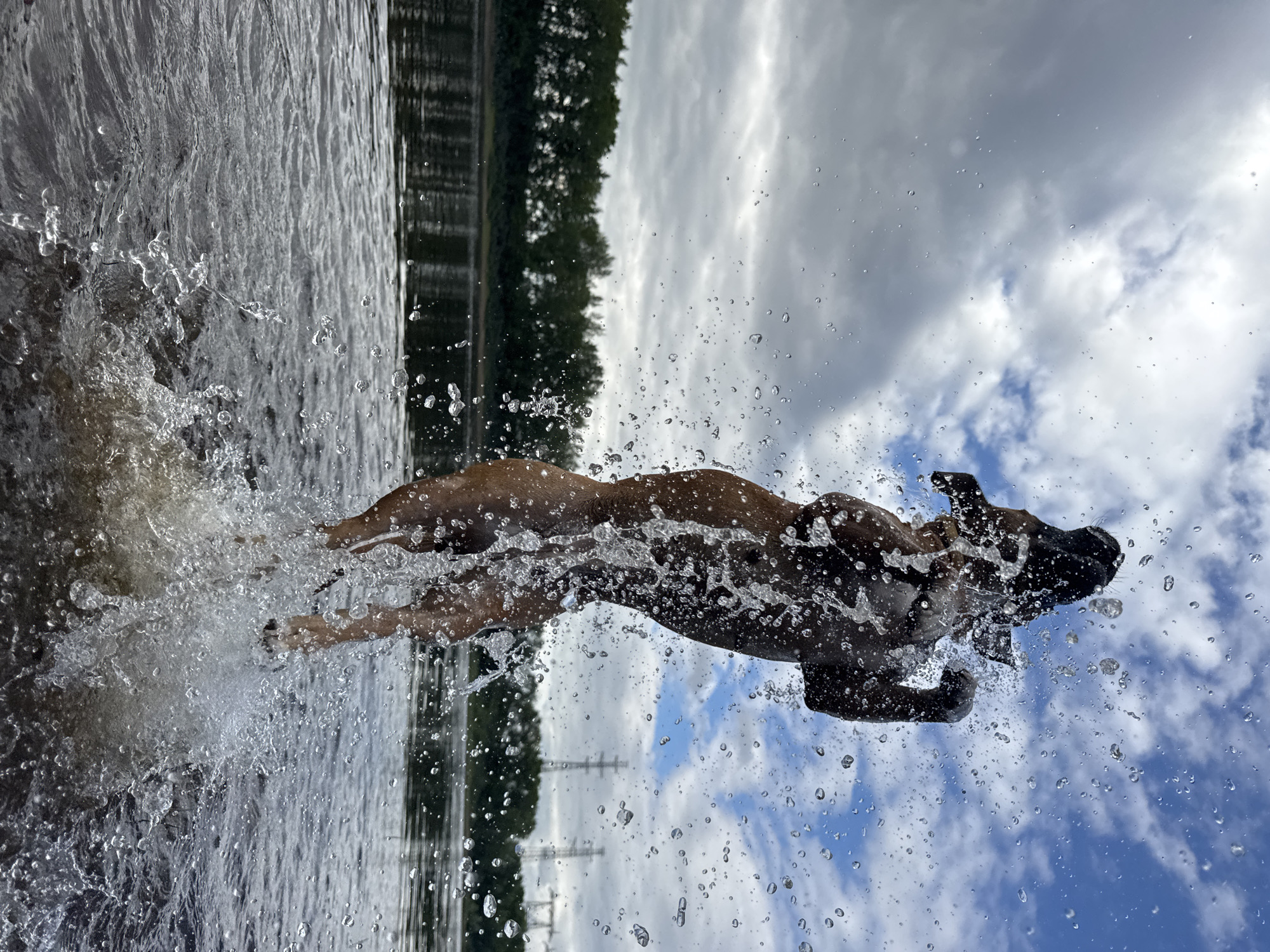A dog is jumping out of the water, creating a large splash. The dog is brown and appears to be a medium to large breed. It is mid-air, with its front paws and head raised. Water droplets are scattered around the dog, caught in the sunlight. The dog is in a body of water, possibly a river or lake, with a treeline visible in the background. The sky above is cloudy with patches of blue. The scene appears to be outdoors in a natural setting, potentially near the city of Chaikovsky, Russia, given the presence of what looks like industrial power lines in the distance.