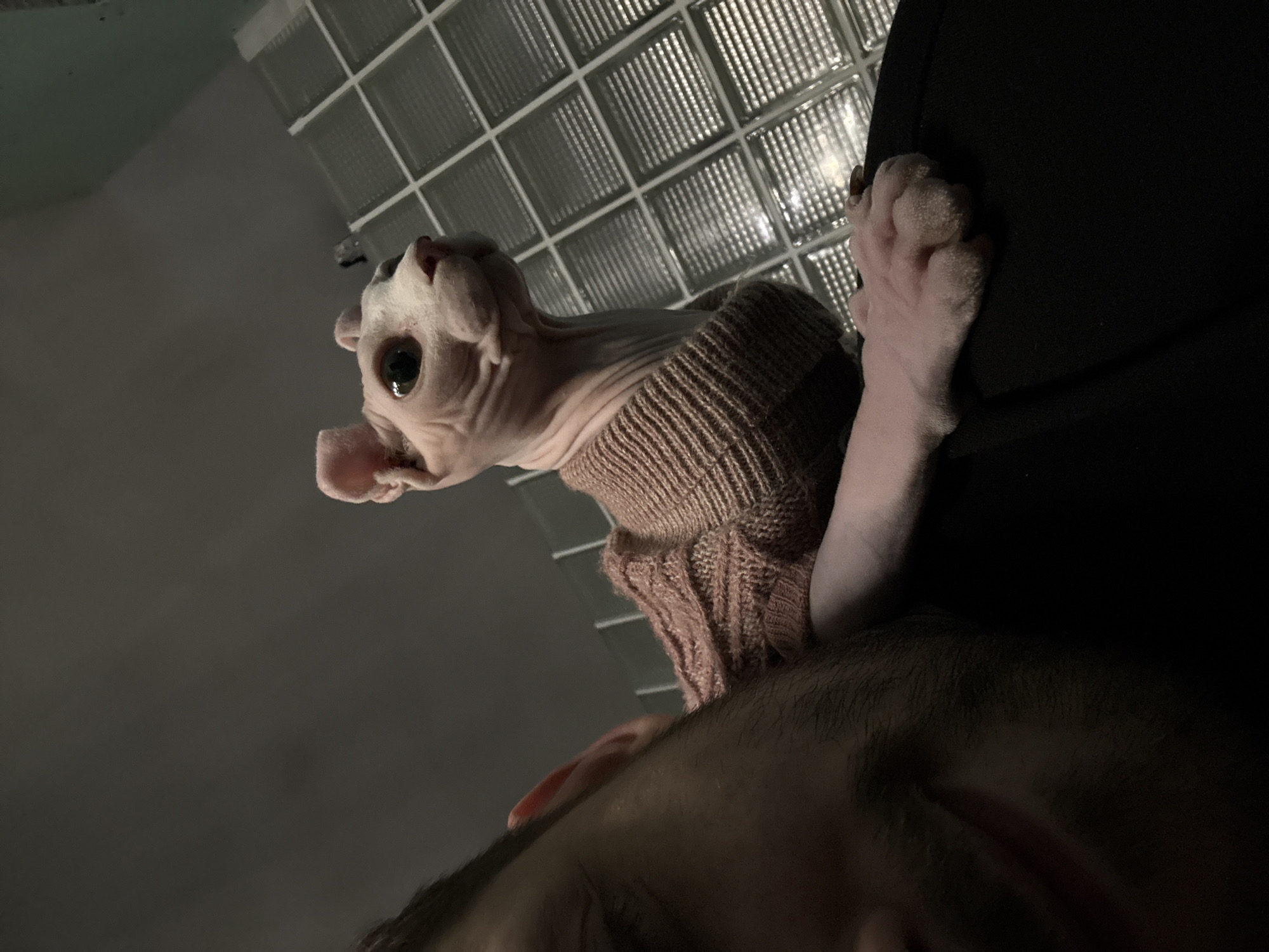 The image depicts a hairless cat wearing a pink knitted sweater. The cat is gripping a black object with its paw. A human face is visible in the foreground, appearing to be close to the cat. The background features a grid of what appear to be glass blocks. The location, Moscow, Russia, cannot be determined from the information provided in the image.