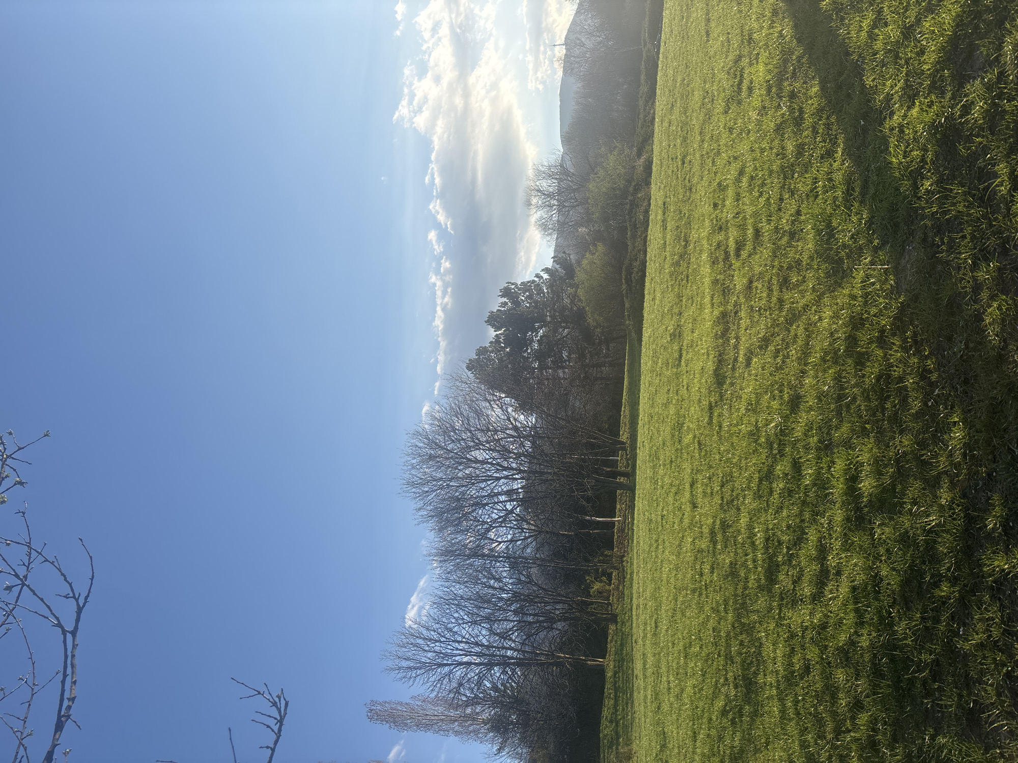 A bright, sunny day in Sofia, Bulgaria illuminates a grassy field. The green grass stretches across the right side of the frame, casting shadows from the sunlight. A row of bare trees with intricate branches stands between the field and the clear blue sky with scattered white clouds. In the distance, a mountain is faintly visible through a haze. Branches from another tree appear in the bottom left corner.