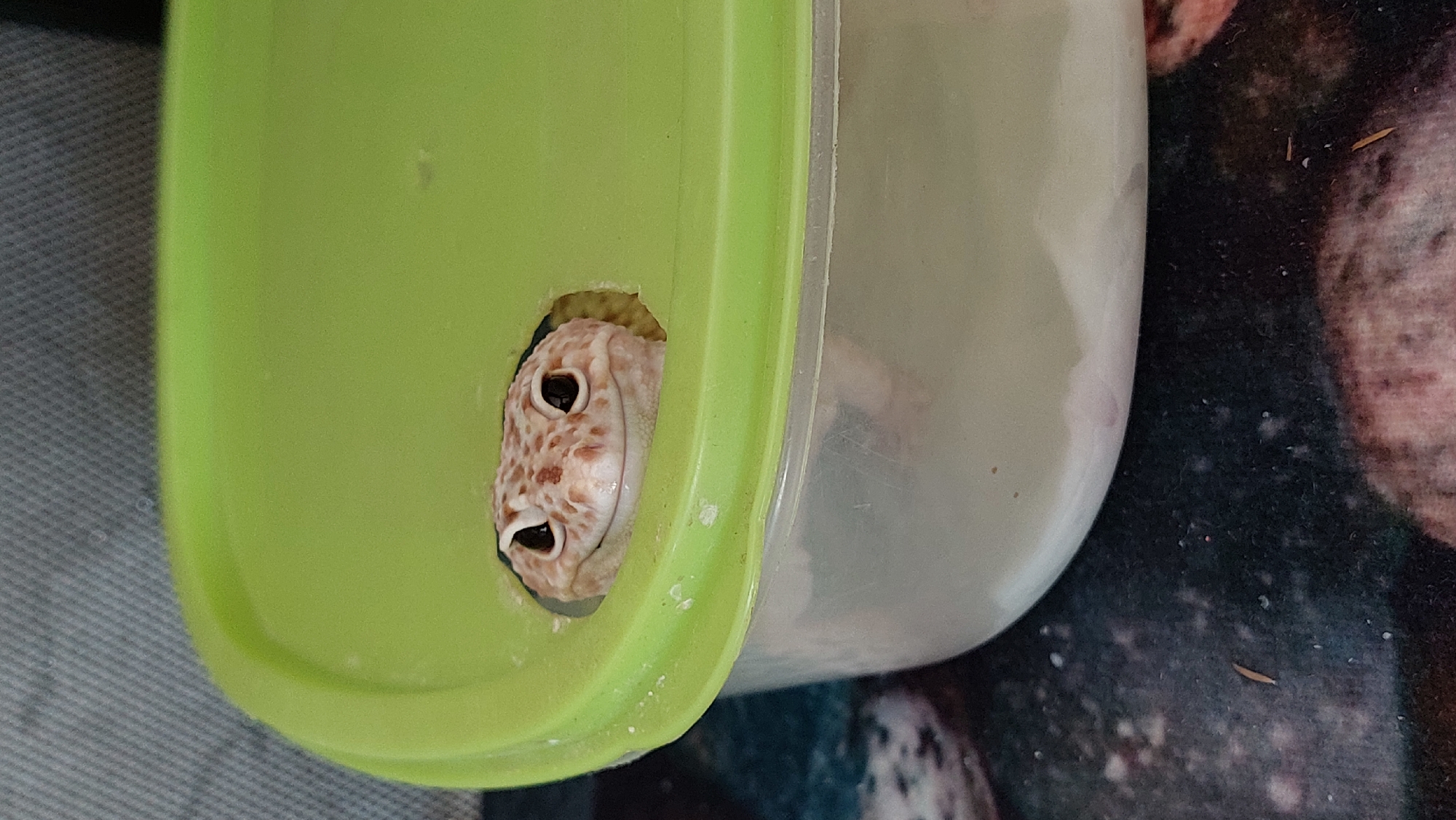 A leopard gecko is peeking out of a circular hole in a lime green plastic container lid. The gecko's head is visible, showing its patterned skin with brown spots and its dark eyes. The gecko's mouth is slightly open, giving it a curious expression. The container appears to be made of clear plastic and is partially filled with a light-colored substrate. The background is out of focus, showing a textured gray surface and a dark, speckled surface below the container. The scene is indoors.