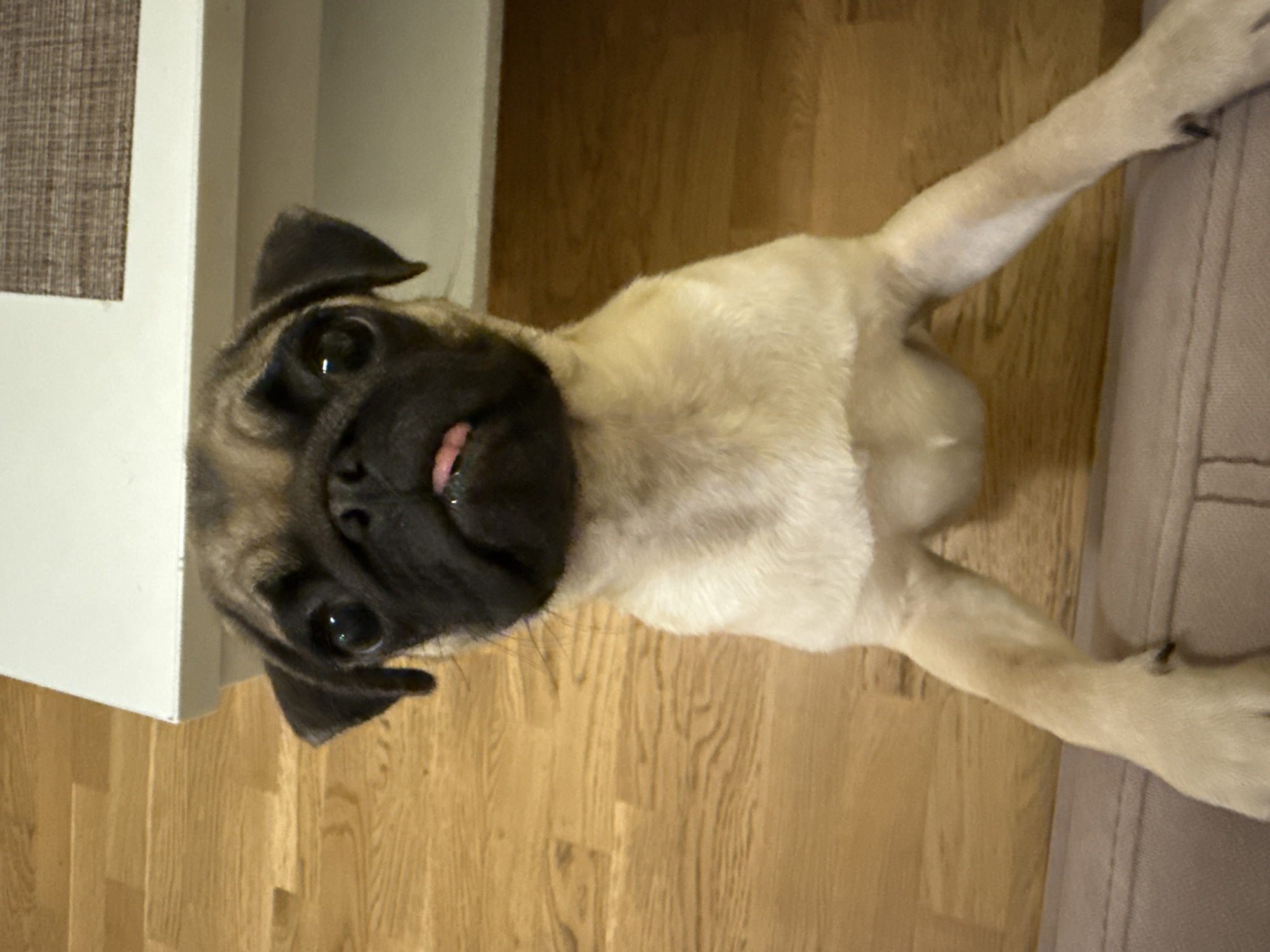 An adorable pug puppy stands on its hind legs, paws resting on a beige upholstered surface. The puppy's face is front and center, with large, dark eyes and a smushed black muzzle. Its tongue peeks out slightly. The background consists of a warm-toned wooden floor and the edge of a white surface, possibly furniture, with a textured brown inset. The lighting is even and appears to be indoors. The image is taken from a slightly high angle, looking down at the puppy. There are no people present in the image.