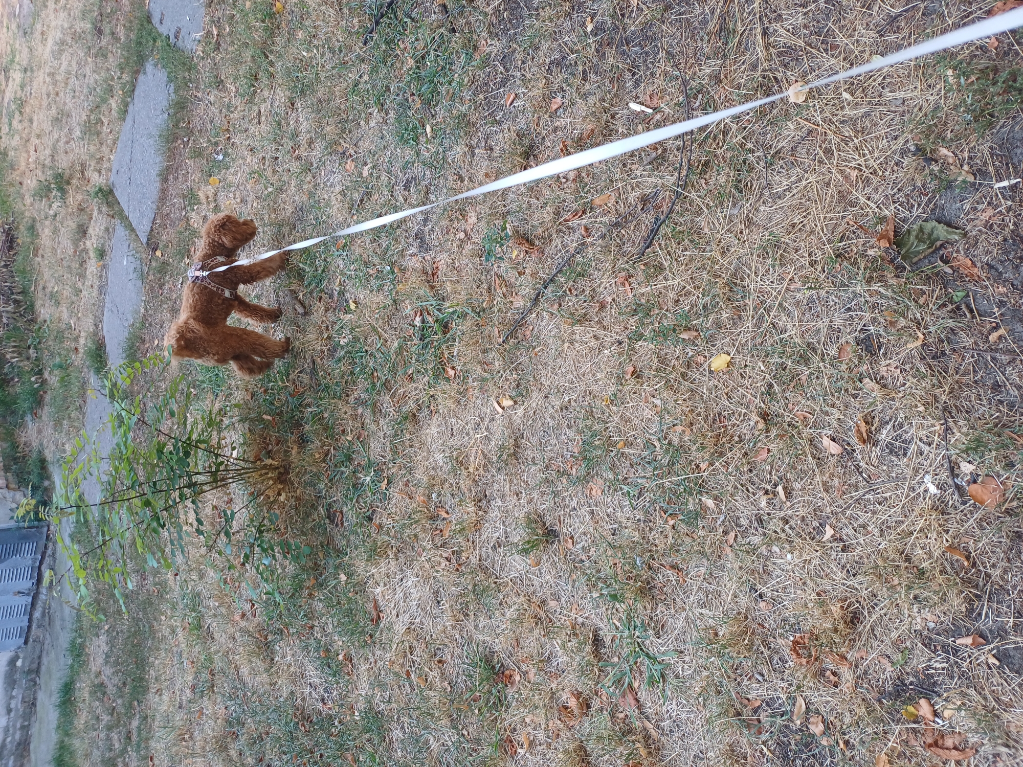 A brown poodle is walking on a leash in an outdoor area with dry grass and sparse green patches. A thin white leash extends from the dog to the lower right corner of the frame. The dog is wearing a harness. In the background, there is a small leafy green bush, two grey concrete slabs, and a grey building with louvres. The scene appears to be in a park or yard.