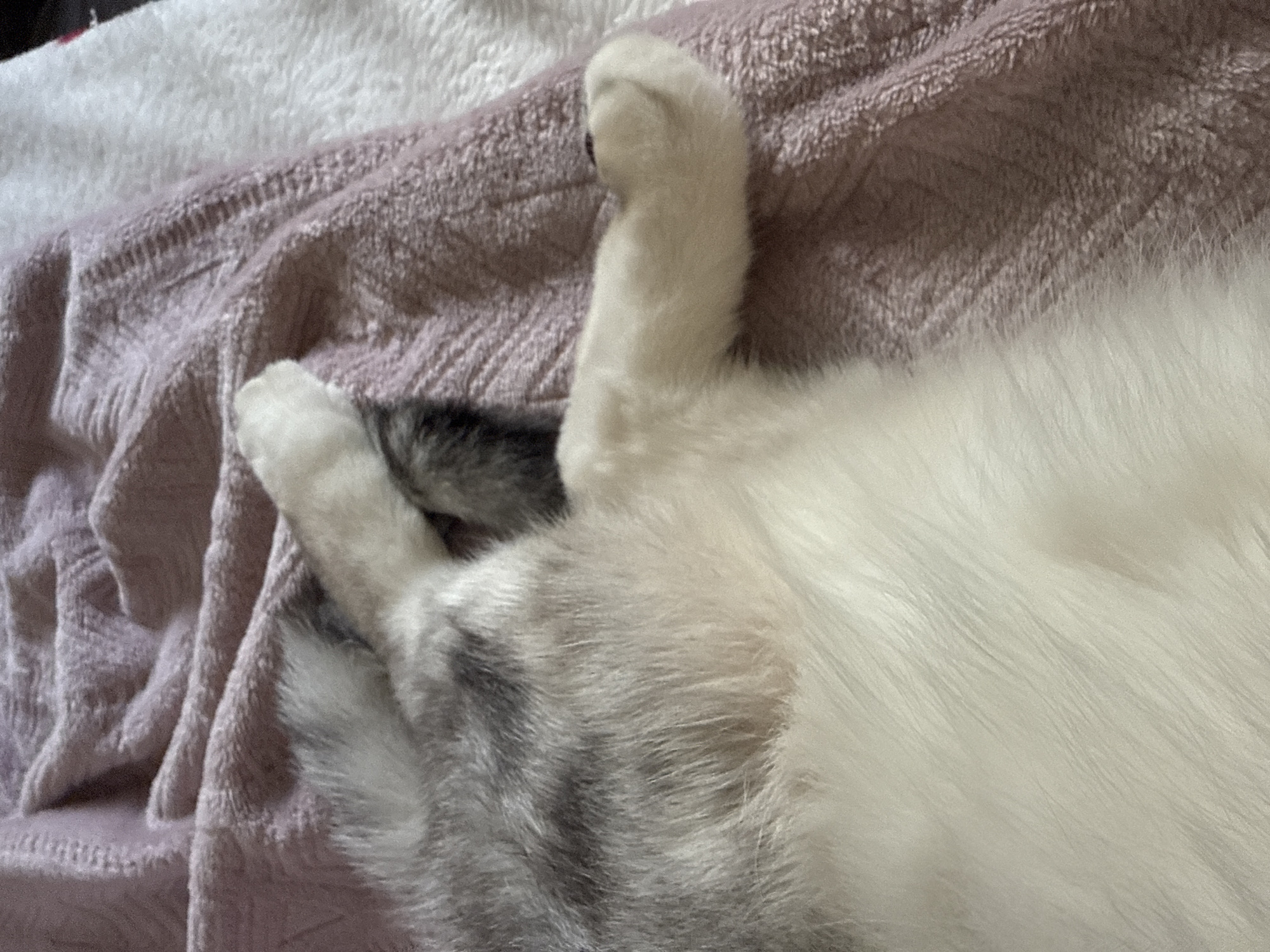 A cat is lying on a textured pink blanket. The cat's fur is a mix of white and gray, with the gray fur appearing in patches along its back and tail. The cat's body is mostly obscured by its folded limbs and the blanket. One of its front paws is visible, extended towards the right side of the frame, with a dark paw pad. The background consists of the pink blanket and a white furry surface, likely another blanket or piece of furniture. The lighting is soft, suggesting an indoor setting.