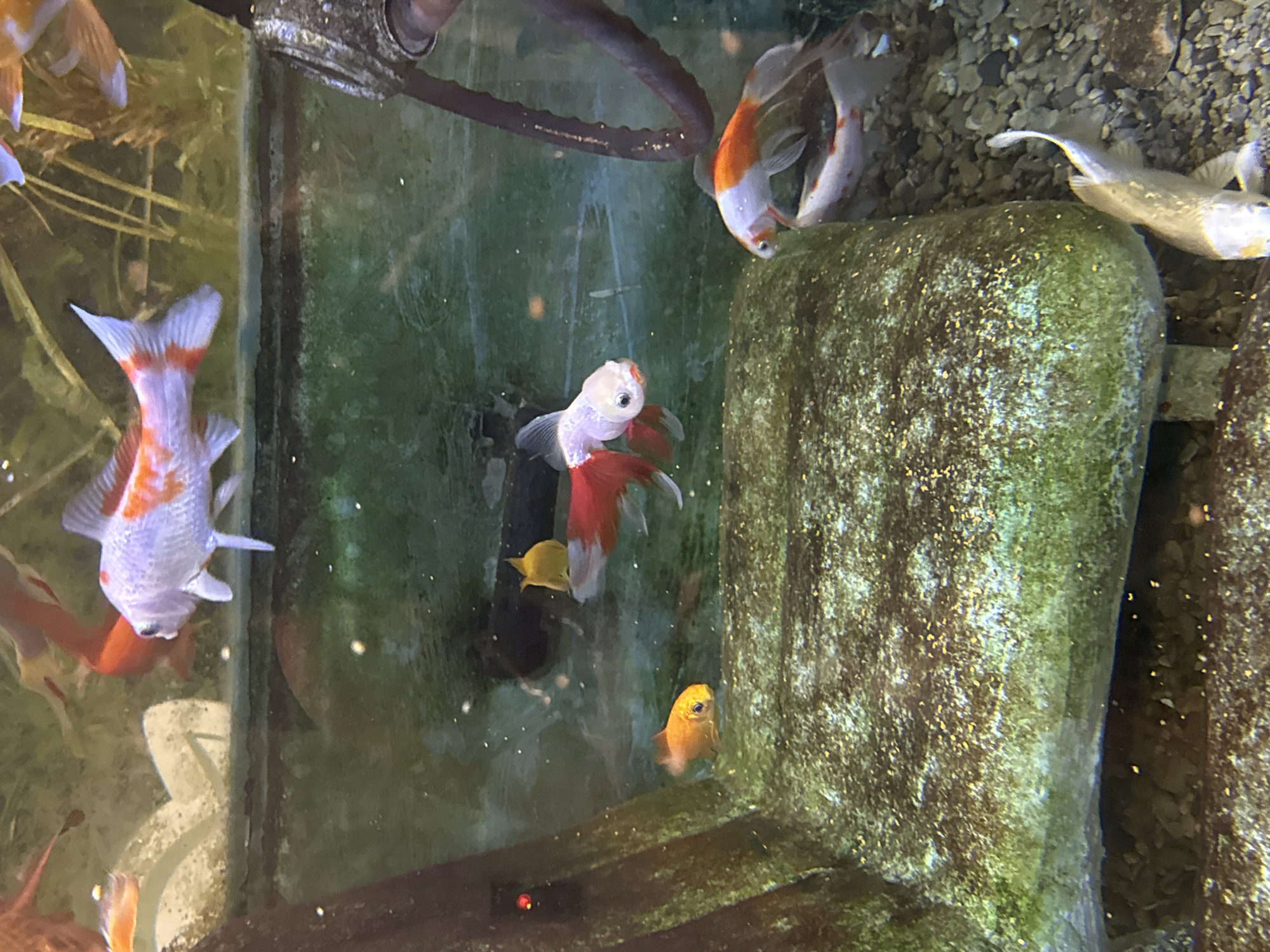 An aquarium scene displays several goldfish swimming in murky green water. The fish exhibit various colorations of white, orange, and red. A large, moss-covered rock occupies the foreground, with a gravel substrate visible at the bottom. Other decorations include what appears to be a dark, curved tube and some plant-like structures in the background. The lighting suggests an indoor setting. No specific location in Yalta, Ukraine, can be determined from the image.