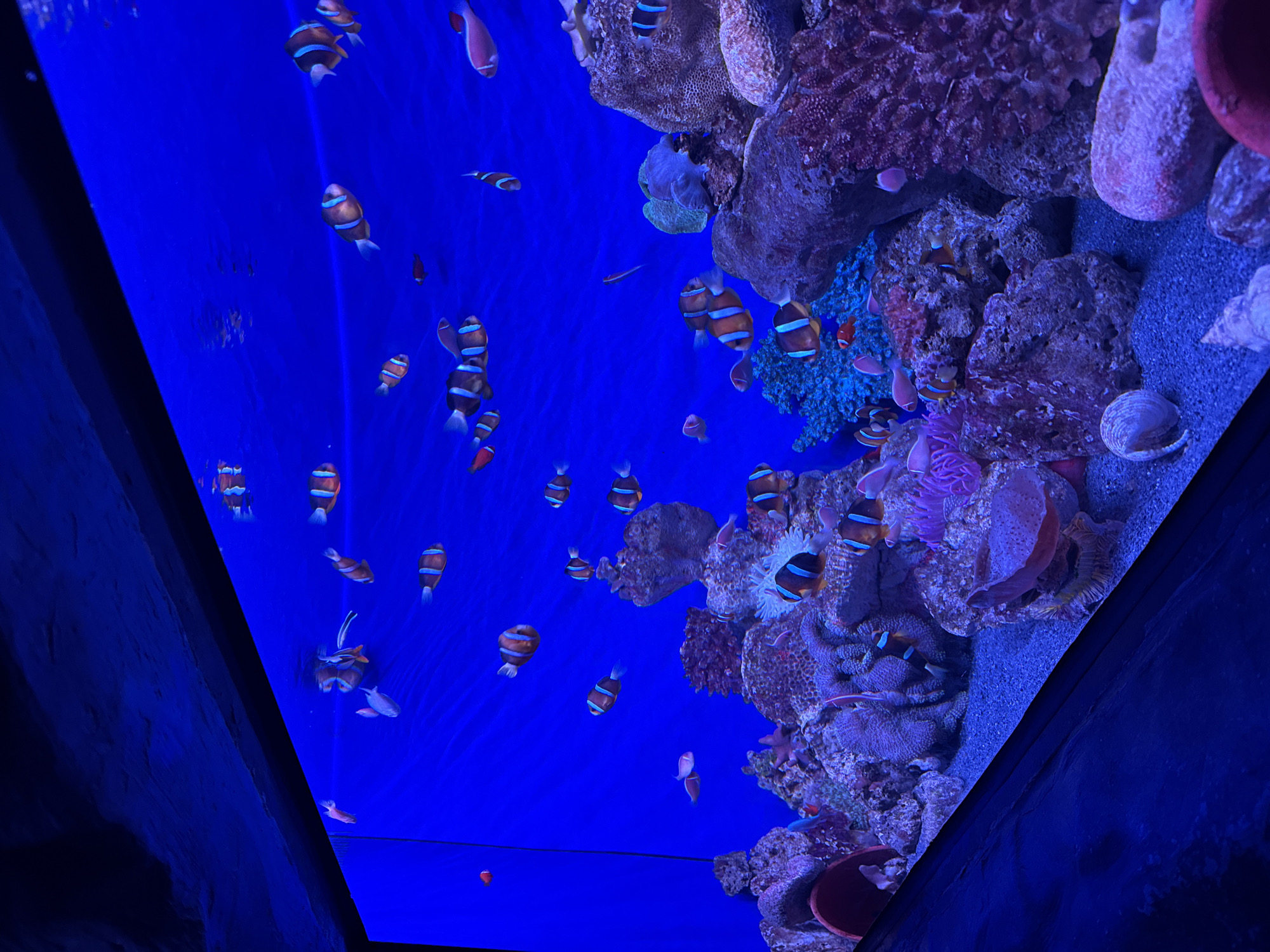 The image depicts a large aquarium filled with bright blue water. Numerous clownfish, identifiable by their orange bodies and white bands, are swimming throughout the tank. The aquarium is decorated with a variety of corals and rock formations, featuring shades of pink, purple, and red. Several anemones are also visible, some hosting clownfish. The lighting in the aquarium is predominantly blue, creating an underwater ambiance. There are no people visible in the image. The scene is consistent with an aquarium environment, potentially a public aquarium or a large private exhibit. It is not possible to determine the specific location in Hanoi, Vietnam, from the provided image.