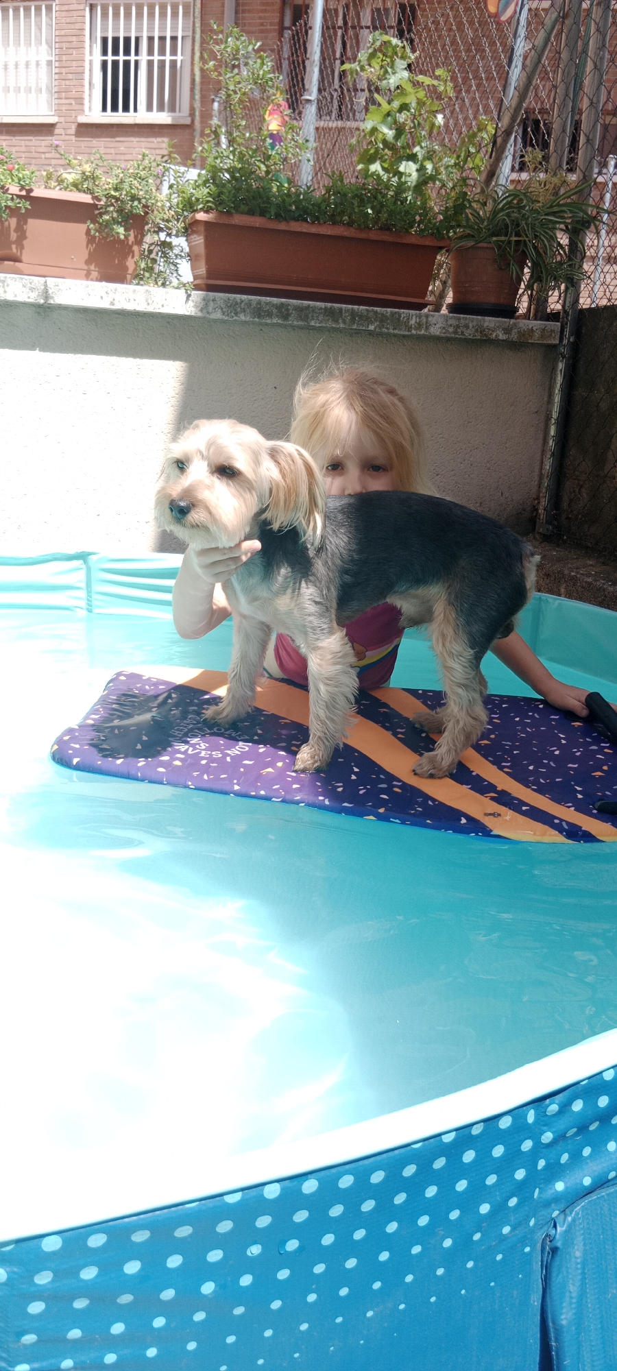 In Galapagar, Spain, a young girl with blonde hair is holding a small, scruffy dog. The dog, a Yorkshire Terrier mix, has a grey and tan coat. They are both positioned on a colorful inflatable mat that is partially submerged in a bright blue, inflatable kiddie pool. The mat has a pattern of purple with orange stripes and small white specks. The background shows a brick building with windows, planters filled with greenery on a ledge, and a chain-link fence. Sunlight casts shadows on the scene, indicating an outdoor setting on a sunny day. The dog appears to be looking to its left, away from the camera. The girl's face is partially obscured by the dog, but her eyes are visible and looking forward.