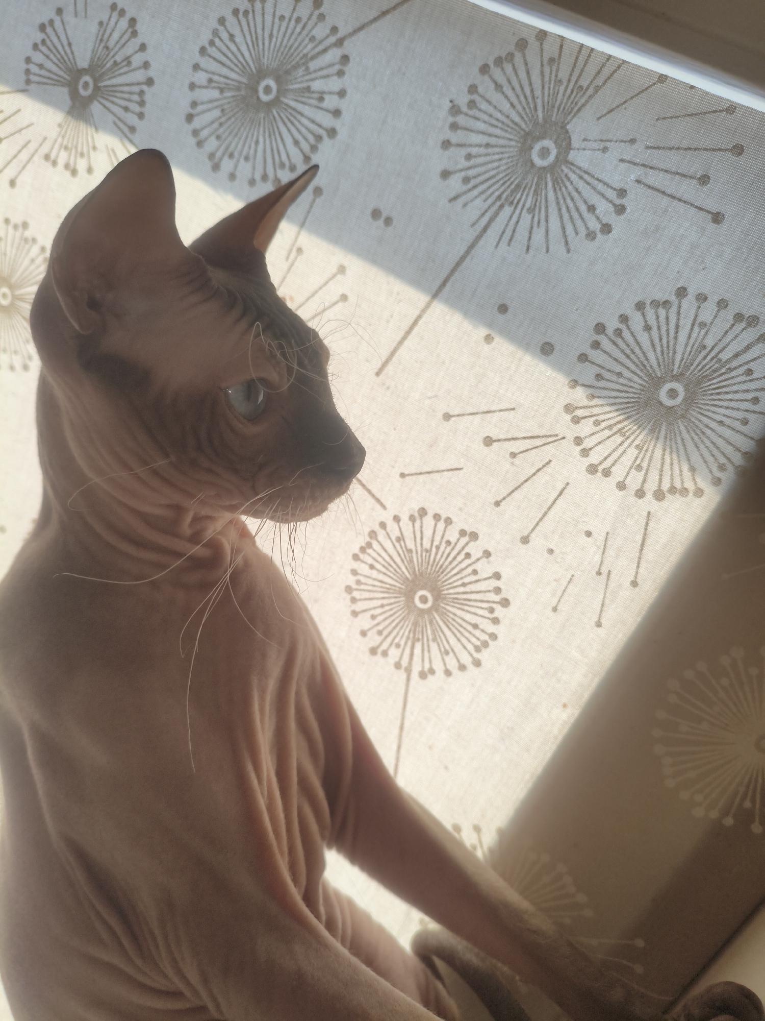 A hairless cat, likely a Sphynx, is positioned in front of a sheer curtain with a dandelion-like print. The cat's skin is wrinkled, and it has large ears and light-colored eyes. Sunlight streams through the curtain, casting shadows on the cat and the fabric. The scene appears to be indoors, possibly in a residential setting. There is no information to indicate this is in Марковский, Russia.
