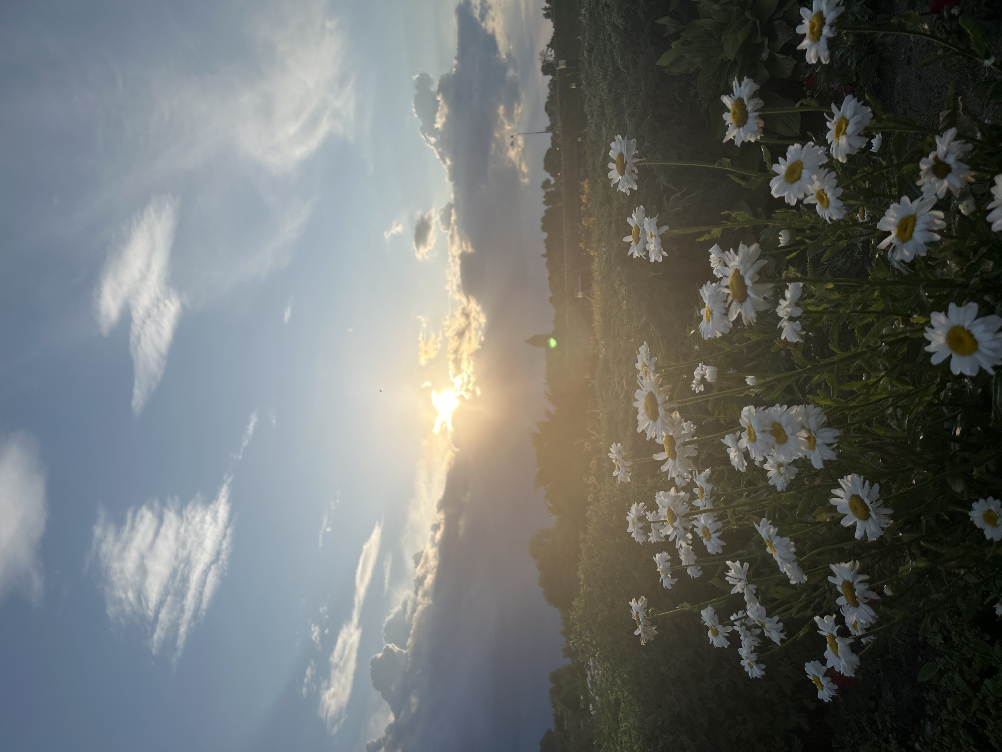 This is a low-angle, full-shot photograph of a field of daisies at sunset. The sun is low in the sky, casting a warm, golden light and creating lens flare. The sky is blue with scattered white clouds, some of which are dark and stormy. In the foreground, a dense patch of white daisies with yellow centers fills the lower half of the frame. The daisies are illuminated by the setting sun, and their petals are soft and luminous. Behind the daisies, a line of trees and some buildings are visible in the distance, silhouetted against the bright sky. The overall mood of the image is peaceful and serene. The location is identified as Zhuhavichy rural council, Belarus.
