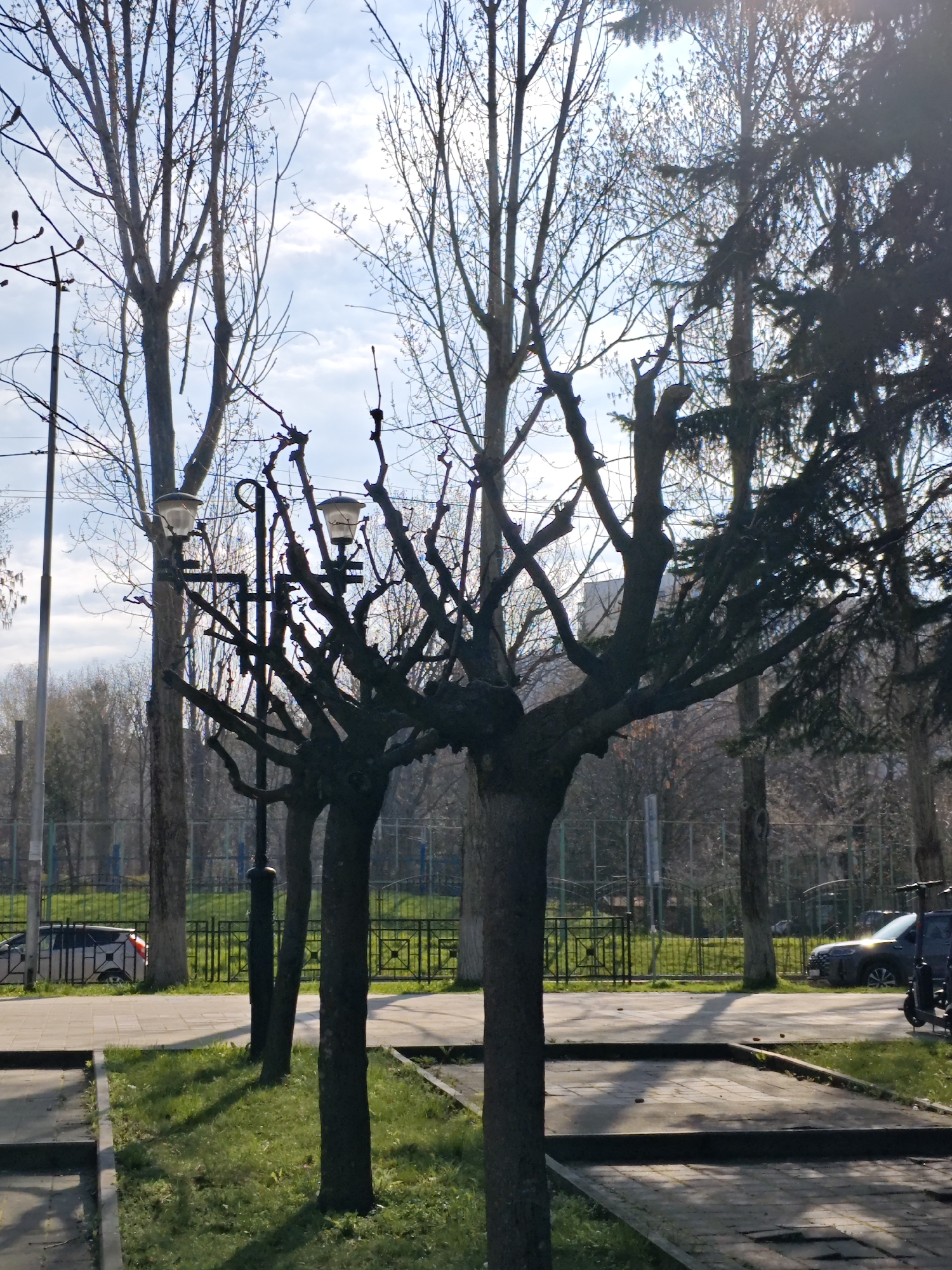 The image shows a street scene in Pyatigorsk, Russia, in daylight. A row of pollarded trees lines the street, with streetlights integrated into their branches. The trees have bare branches, suggesting it is either late autumn or early spring. Grass and paving stones make up the foreground. A low metal fence runs parallel to the trees, separating the sidewalk from a grassy area. Several cars are parked along the street in the background. A building is partially visible in the distance behind the trees. The sky is blue with scattered clouds.