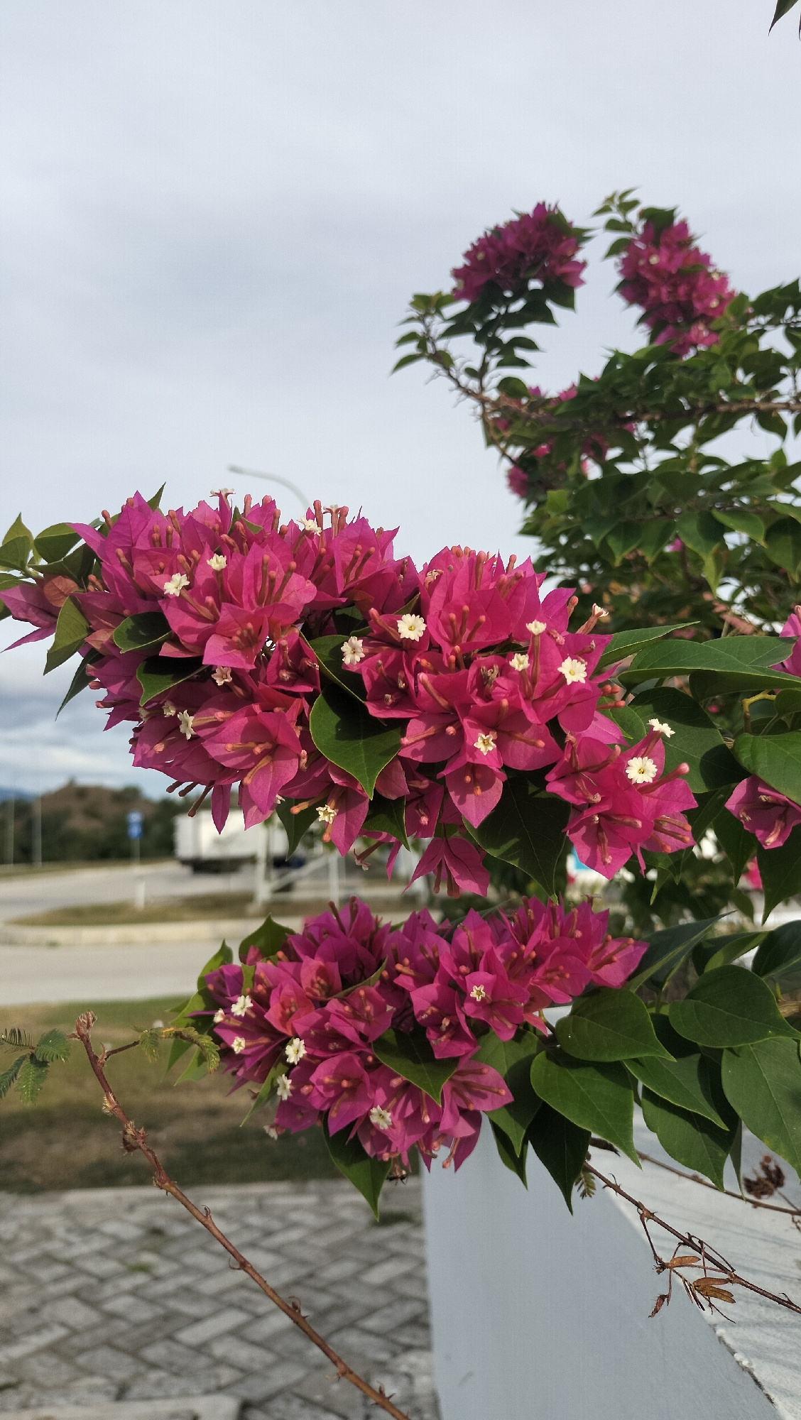In Keureuweungkrueng, Indonesia, a close-up, eye-level shot captures vibrant fuchsia bougainvillea blossoms in sharp focus against a softly blurred background. The flowers, with their papery bracts, cluster densely on a branch, revealing delicate white stamens at their centers. Green leaves provide a lush contrast to the vivid pink. In the mid-ground, a road and a white truck are visible, suggesting an urban or semi-urban environment. A white wall runs along the right side of the frame, and paving stones are present in the lower left. The sky above is overcast with a pale gray hue. The overall scene is tranquil, highlighting the beauty of the blooming flowers.