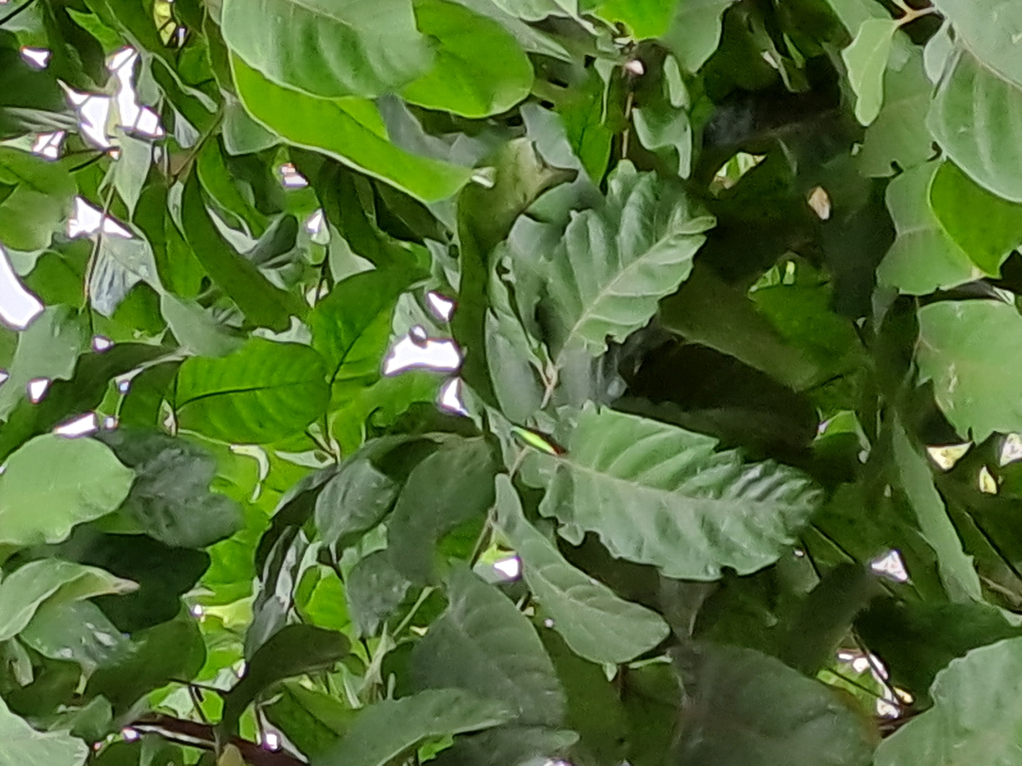 A praying mantis with a green body is perched on the underside of a broad, green leaf. The mantis is positioned centrally in the image, and its body is angled slightly towards the right. The leaves are dense and create a layered backdrop, with patches of sunlight filtering through the foliage. The scene is set outdoors, likely in a garden or natural area, with the lush greenery suggesting a tropical or subtropical environment. There are no people visible in the image.