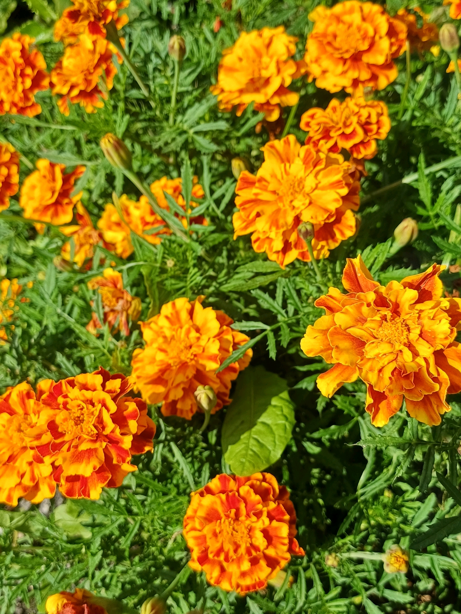 This is a close-up, high-angle, eye-level, naturalistic shot of a patch of marigolds. The flowers are a vibrant orange and yellow, with some petals tinged with red. They are in full bloom, with many layers of petals. The foliage is a deep green and appears lush. Some buds are visible, suggesting the flowers are in season. The lighting is bright and natural, casting shadows that enhance the texture of the petals and leaves. There are no people or man-made objects visible in the image. The image is sharp and detailed, allowing for clear observation of the floral elements. The scene is generic and does not provide any specific visual cues that would indicate a particular location within Riga, Latvia, or any other city.