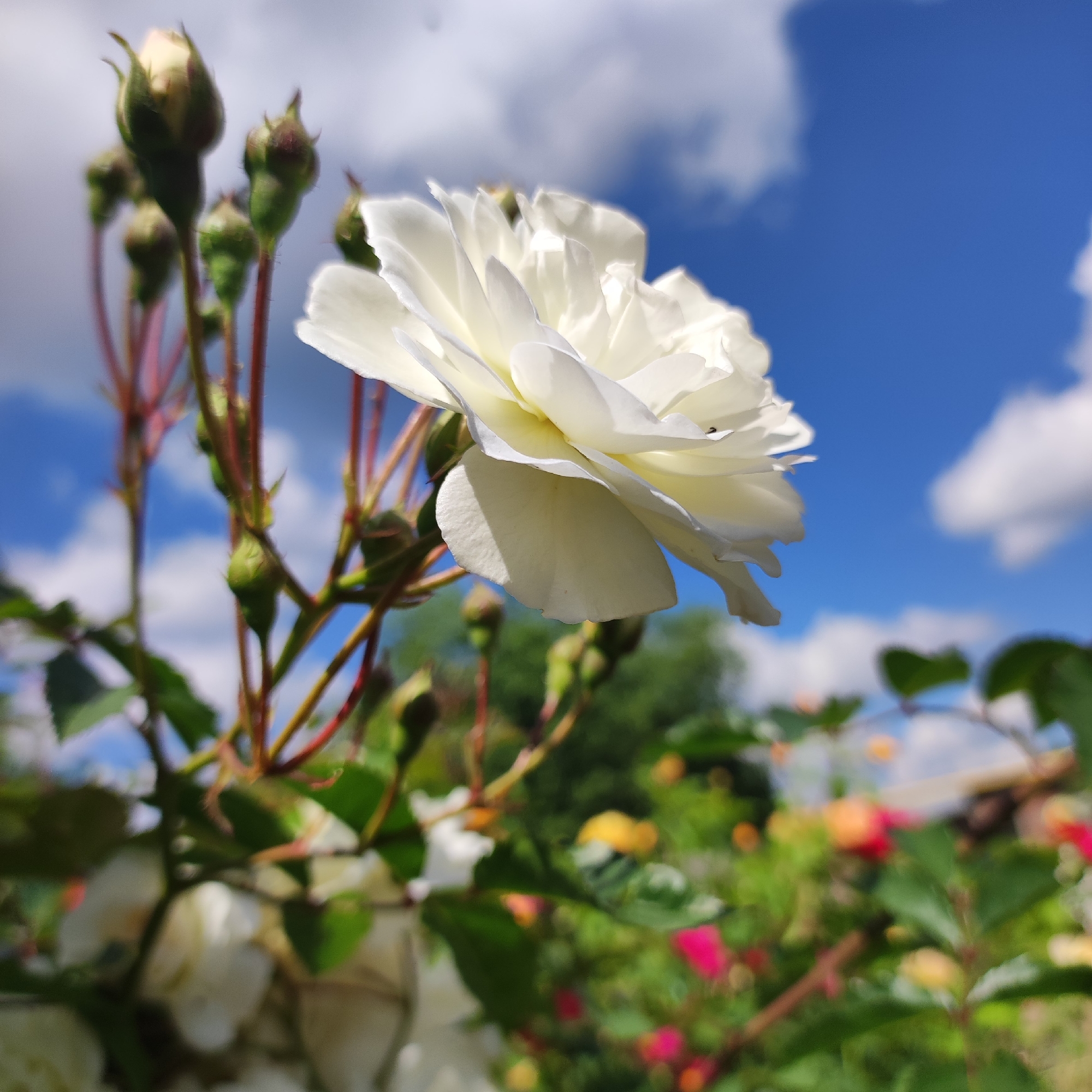 A close-up shot shows a blooming white rose against a bright blue sky with fluffy white clouds. The rose is in sharp focus, with its delicate white petals unfurling. The lower part of the rose and several rosebuds are also visible, with some appearing to be in various stages of development. These buds are green and appear to be on reddish-brown stems, interspersed with green leaves.
The background is a blur of green foliage, suggesting a garden setting. The blurred colors in the background hint at other flowers of various colors, including pink, yellow, and orange, adding depth and vibrancy to the scene. The sunlight appears bright, indicating it is daytime, likely during the warmer months given the blooming flowers. The overall mood of the image is cheerful and serene, highlighting the beauty of nature. There is no visible text in the media file.