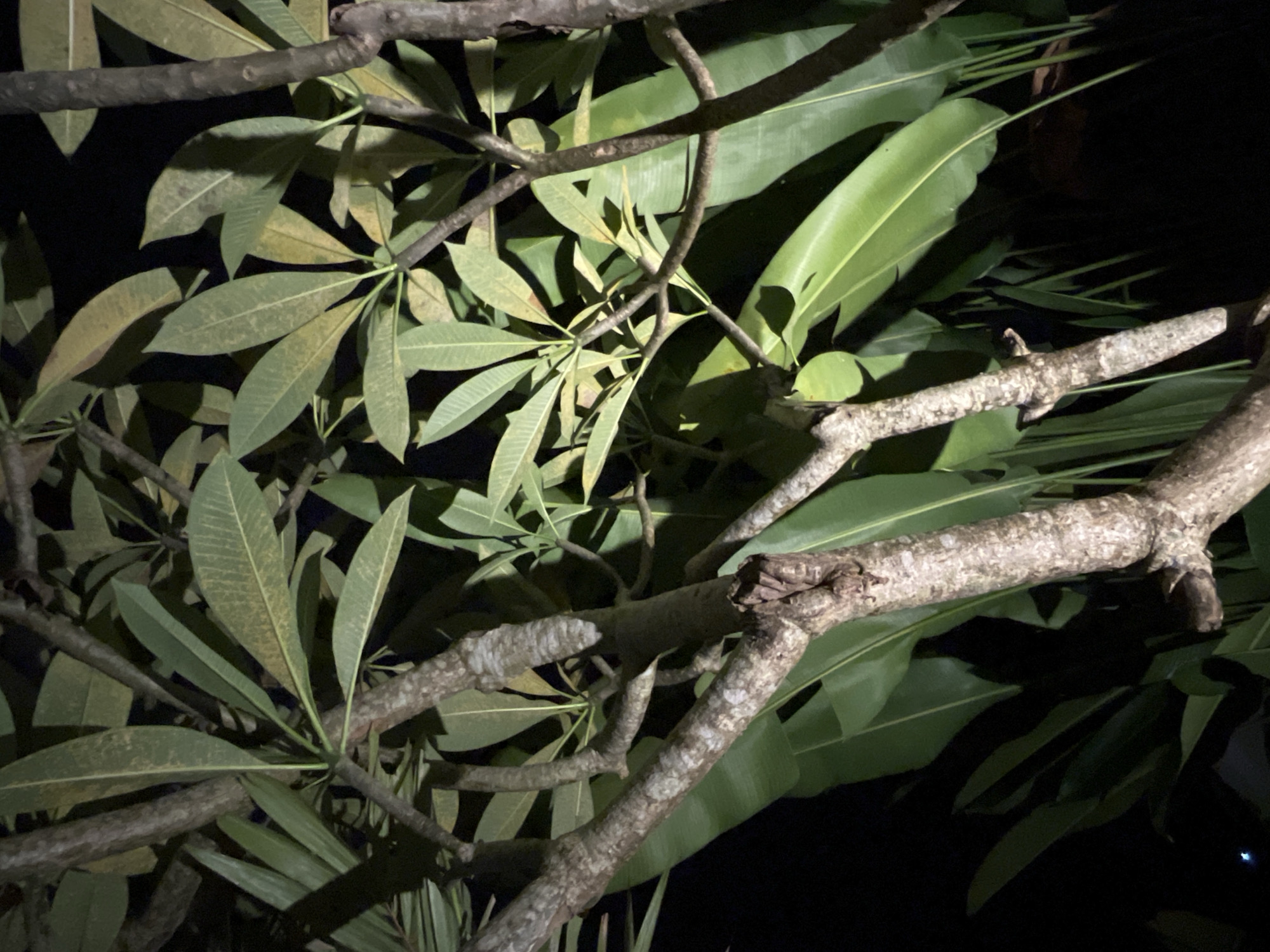 This media file presents a close-up view of dense tree foliage and branches, captured at night in Nusa Penida, Indonesia. The scene is dominated by a network of gnarled, textured branches, primarily grayish-brown in color, indicative of mature wood.
Two distinct types of leaves are visible. The most prominent are elongated, somewhat paddle-shaped leaves, displaying various shades of green, from vibrant to a slightly yellowish-green, with noticeable vein patterns. These leaves are characteristic of a Frangipani (Plumeria) tree. Behind and interspersed with these, larger, smoother, darker green leaves can be seen, partially obscured by shadows and other foliage.
A key detail is the presence of a small, well-camouflaged lizard or gecko. It is perched horizontally on one of the main branches, particularly visible in the top right portion of the full image and emphasized in several cropped sections. Its skin pattern and color blend remarkably with the rough texture and coloration of the tree bark.
The setting is clearly nighttime, evidenced by the deep black background and the way the leaves and branches are illuminated, suggesting a directed artificial light source. This lighting creates strong contrasts, with bright highlights on the upper surfaces of the leaves and branches, and dark, soft shadows underneath, enhancing the three-dimensional quality of the foliage. There is no human activity, visible text, or discernible weather conditions, though the lush greenery implies a generally healthy, tropical environment.