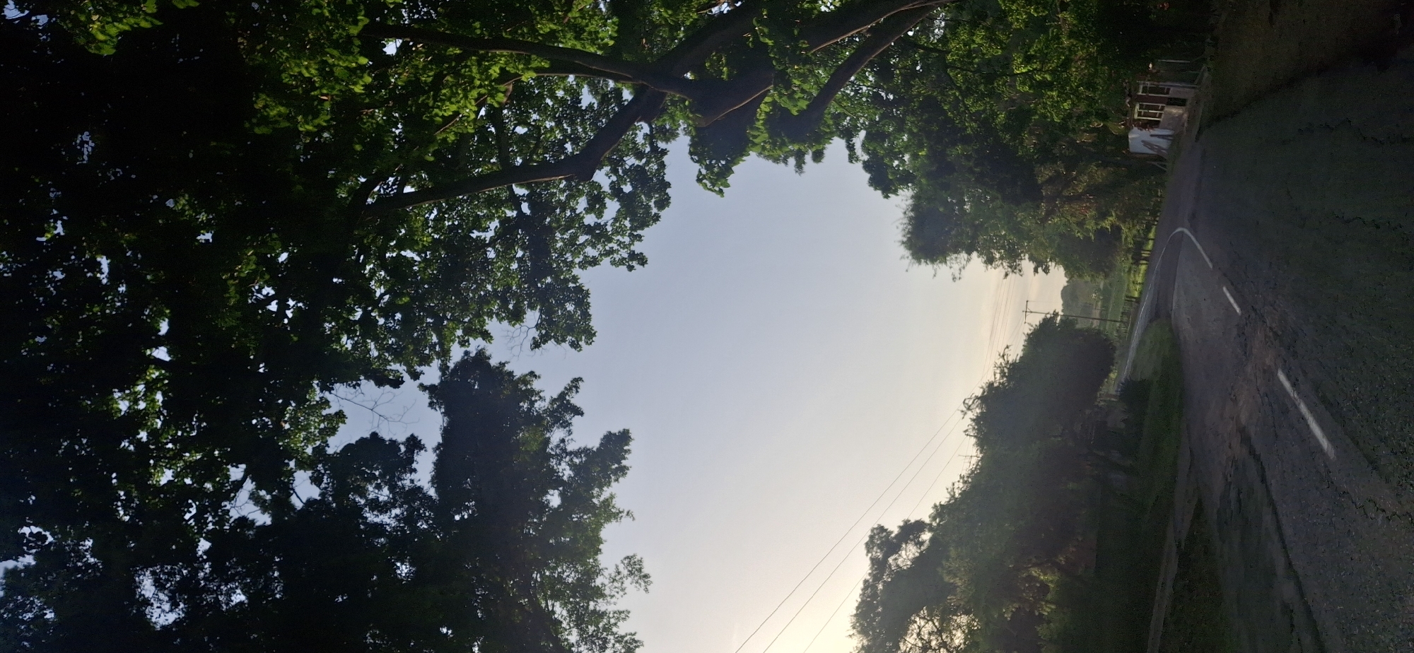 A vibrant outdoor scene, captured from a low angle, looks up towards a clear sky framed by dense, dark green tree canopies. The sky, a light blue hue across much of the frame, brightens to a soft, almost white glow towards the right, indicating either sunrise or sunset.
On the right side of the image, a paved road, showing signs of wear with cracks and patches, curves gently into the distance. A broken white line runs along the right edge of the road. Lush green foliage and trees line both sides of the road, particularly on the right, where the leaves are more brightly illuminated by the soft light. In the mid-ground, utility poles and power lines are visible, extending along the road's path.
Further down the road, on the right, a small, light-colored structure with a roof and posts, possibly a shelter or a small building, is partially obscured by trees. A very blurry, dark form, possibly a human figure, stands near this structure. The distant background reveals faint outlines of what appear to be hills or open fields, bathed in the gentle, warm light. The overall setting is a tranquil, verdant landscape, likely an rural area in Vallecito, Venezuela. There is no visible text.