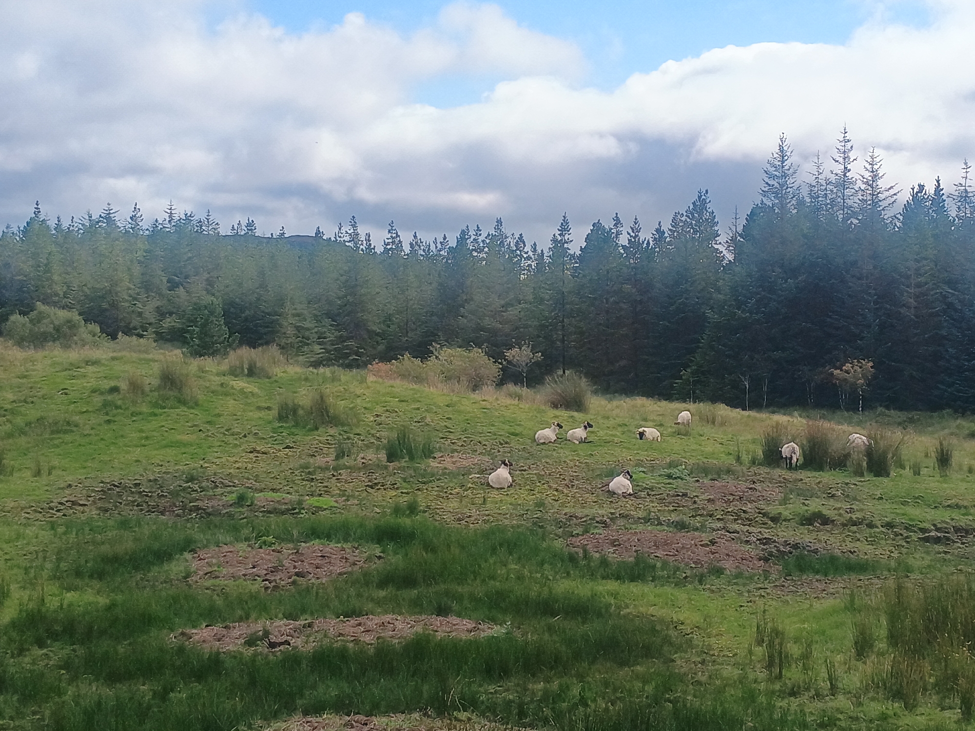 In an outdoor scene, a flock of approximately eight sheep is scattered across a grassy hillside dotted with patches of exposed soil. The sheep, mostly white with black heads, are either standing or resting. The hillside slopes upwards towards a dense forest of evergreen trees that forms the background. Above the trees, a sky with scattered white clouds against a pale blue backdrop is visible. The environment appears to be a rural or natural setting.