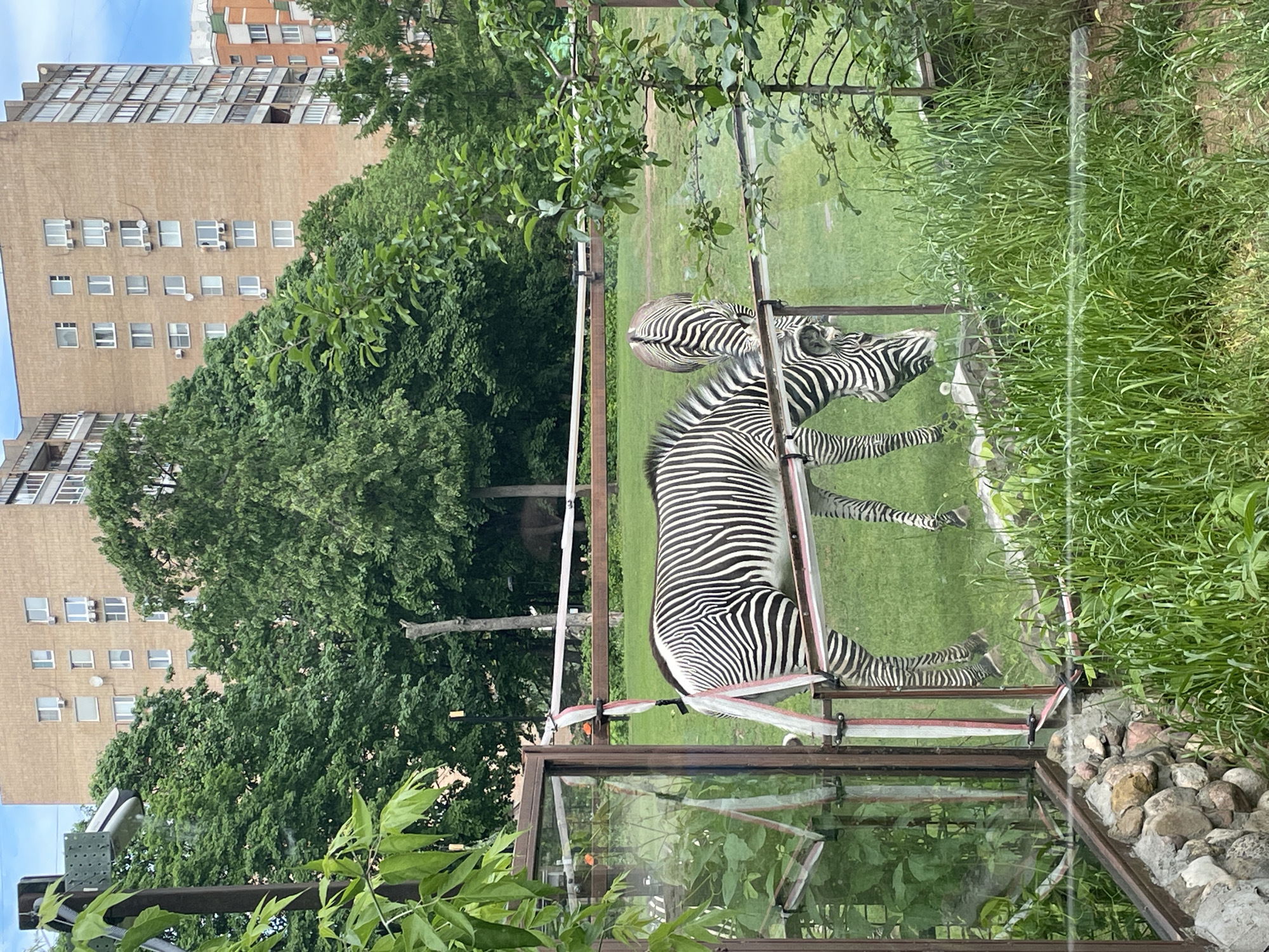 The image depicts a zebra in an enclosure, likely within a zoo. The enclosure has glass panels with metal framing. A reflection of the zebra is visible in the glass. Outside the enclosure, there's a grassy area with taller grass on the right. In the background, there's a building with multiple floors and windows, suggesting an urban environment. The greenery surrounding the enclosure hints at a park-like setting. Based on the urban landscape and the presence of a zoo, the location is identified as Moscow, Russia.