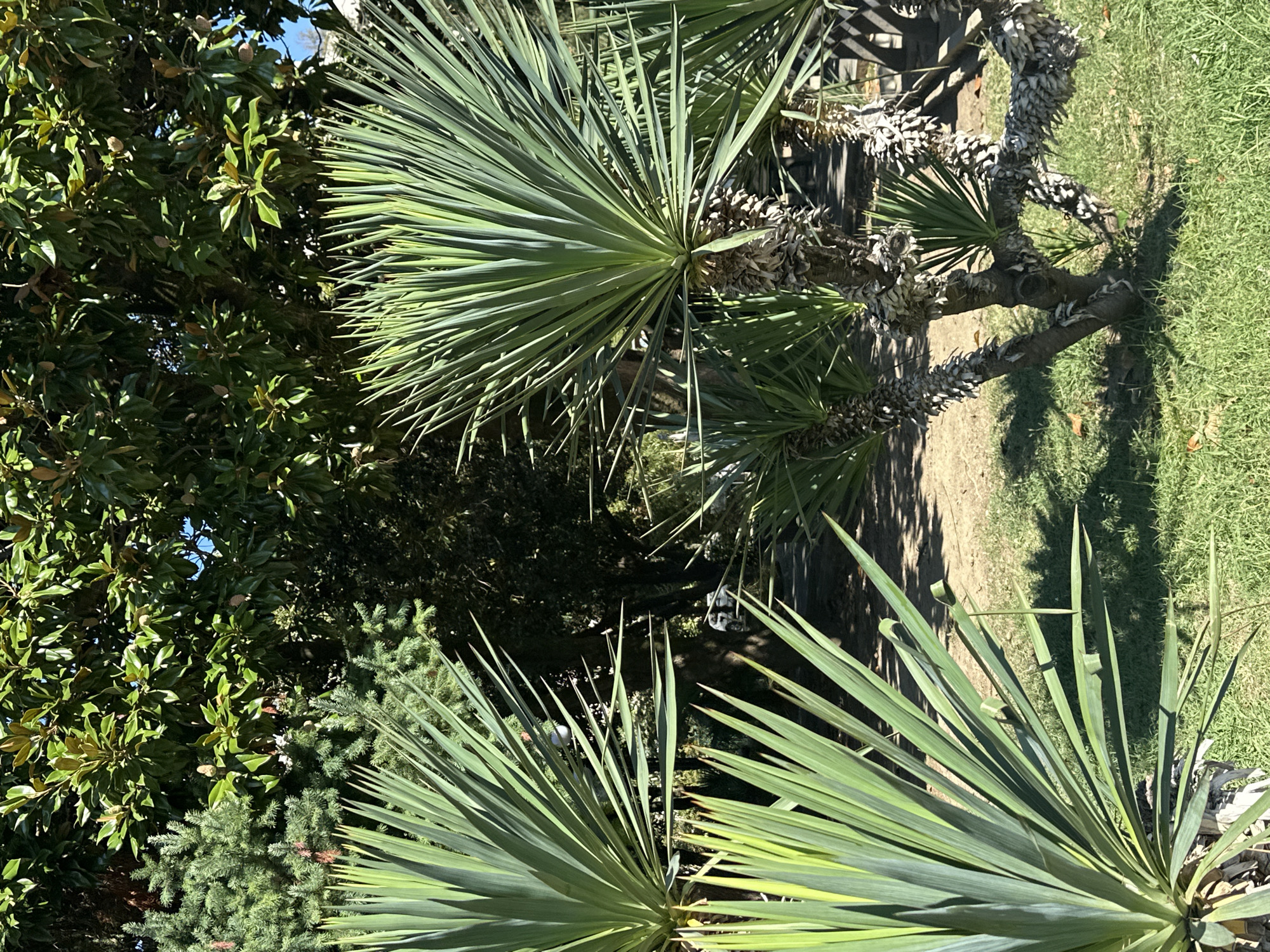 The image depicts a sunny outdoor scene, likely in Sochi, Russia, featuring lush greenery and a clear sky. In the foreground, several large Yucca plants with long, spiky green leaves dominate the frame. Their trunks are thick and textured, showing signs of age. Behind the Yucca plants, a variety of trees and shrubs create a dense, verdant backdrop. A large tree with broad, dark green leaves, possibly a magnolia, is prominent in the upper portion of the image. Smaller, coniferous trees are also visible. The ground is covered with green grass and patches of dry soil, with fallen leaves scattered in places. Sunlight dapples through the leaves, casting shadows on the ground, indicating it is daytime and the weather is fair. There are no people visible in the image, and the overall impression is one of a well-maintained garden or park setting.