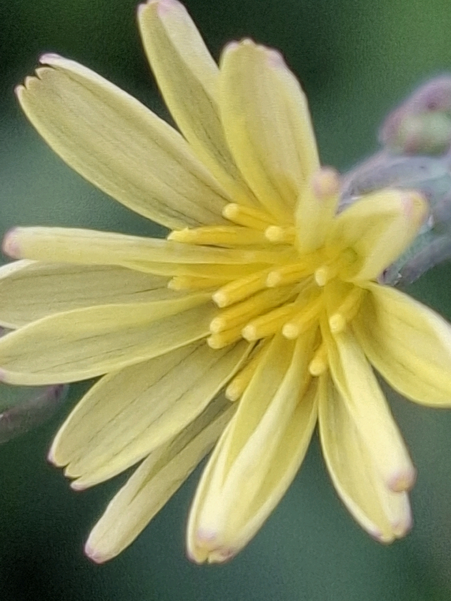 A close-up, vertical shot focuses on a single yellow flower with pale pink tips on its petals. The flower has numerous thin, elongated petals radiating outwards from a central cluster of yellow stamen. The background is a dark, blurred green, suggesting foliage. The image is heavily textured, giving it a painterly or almost impressionistic quality. There are no people or distinct landmarks present that would indicate a specific location within Almaty, Kazakhstan.