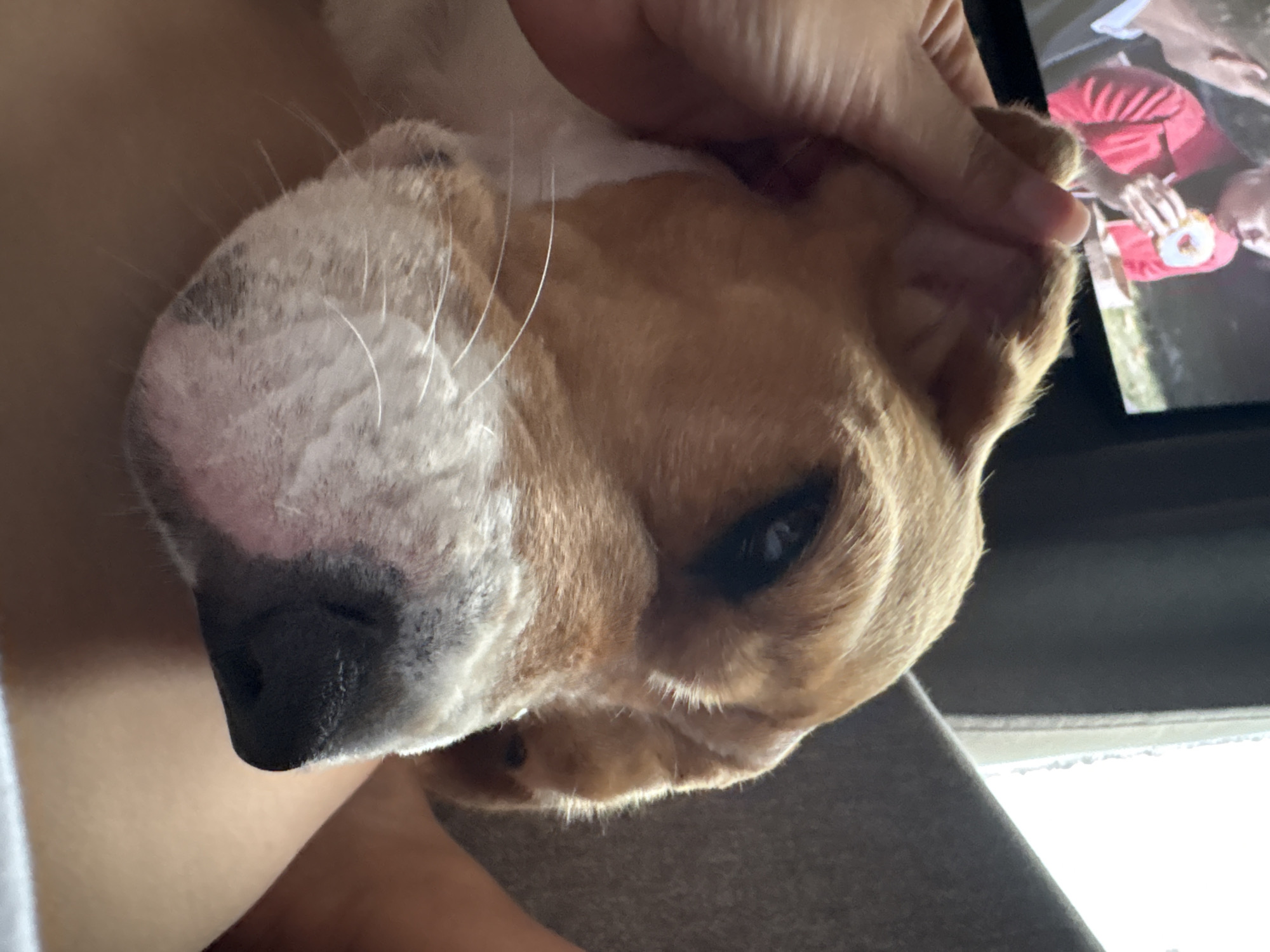 In Марковский, Russia, a close-up shot focuses on a dog's face as a hand gently pets its ear. The dog, with a tri-color coat of brown, white, and black, rests its head on a person's lap, partially visible in the lower right corner. The dog's eyes are partially closed, suggesting relaxation. In the background, a television screen displays a scene with two individuals, one in a red jacket holding a donut. The setting appears to be indoors, with soft lighting illuminating the dog.