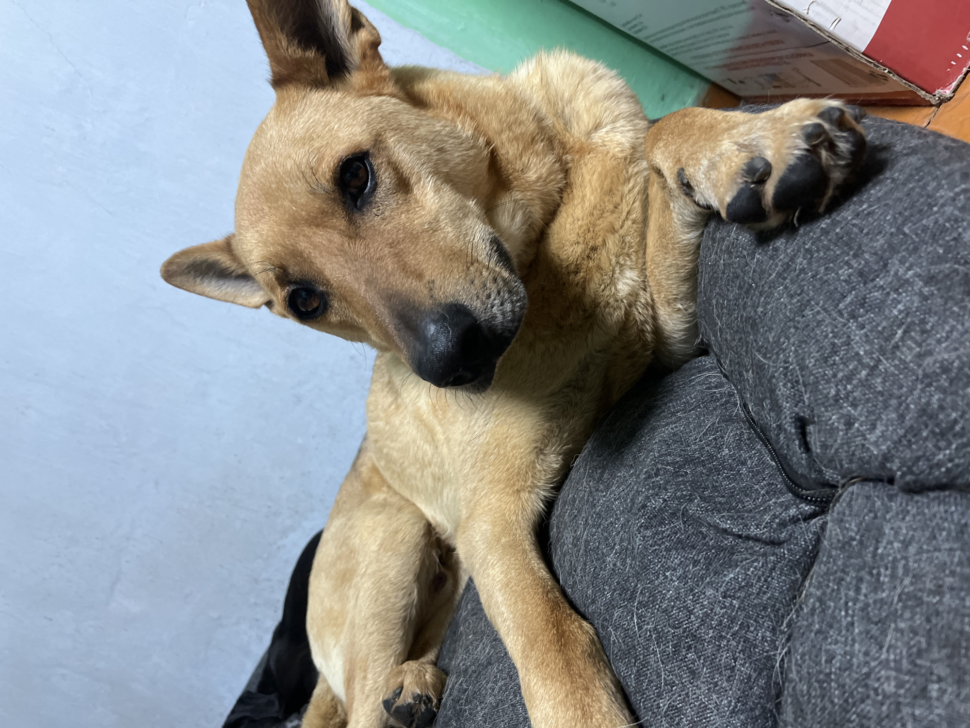 An adult dog with tan fur is lying on a dark grey cushion. The dog is positioned diagonally across the frame, with its head on the right side and its body extending towards the left. Its front legs are crossed, and its hind legs are tucked underneath. The dog's ears are perked up, and its eyes are open, looking to the left. The background is a light blue wall, with a black object and a green object visible on the left and right sides of the image, respectively. A cardboard box is partially visible on the far right. There is no indication of the dog's location within the city of Nizhny Tagil, Russia.