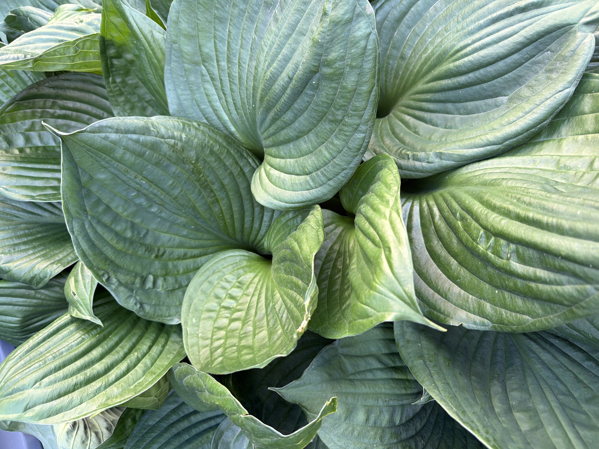 A close-up shot showcases a dense cluster of large, deep green hosta leaves. The leaves are broad and ovate with prominent parallel veins running the length of each one. Some leaves display a slight rippling or undulation, and their surfaces have a matte, textured appearance, possibly from a fine dusting of pollen or a slight waxy coating. The lighting creates subtle highlights and shadows, emphasizing the ribbed texture and the depth of the foliage. The overall impression is one of lush, verdant growth, with the individual leaves overlapping and creating a sense of abundance. The background is obscured by the density of the leaves, suggesting a full garden bed or a large potted plant. The image is taken from a top-down perspective, focusing entirely on the plant's foliage. There are no people, animals, or man-made structures visible in the frame.