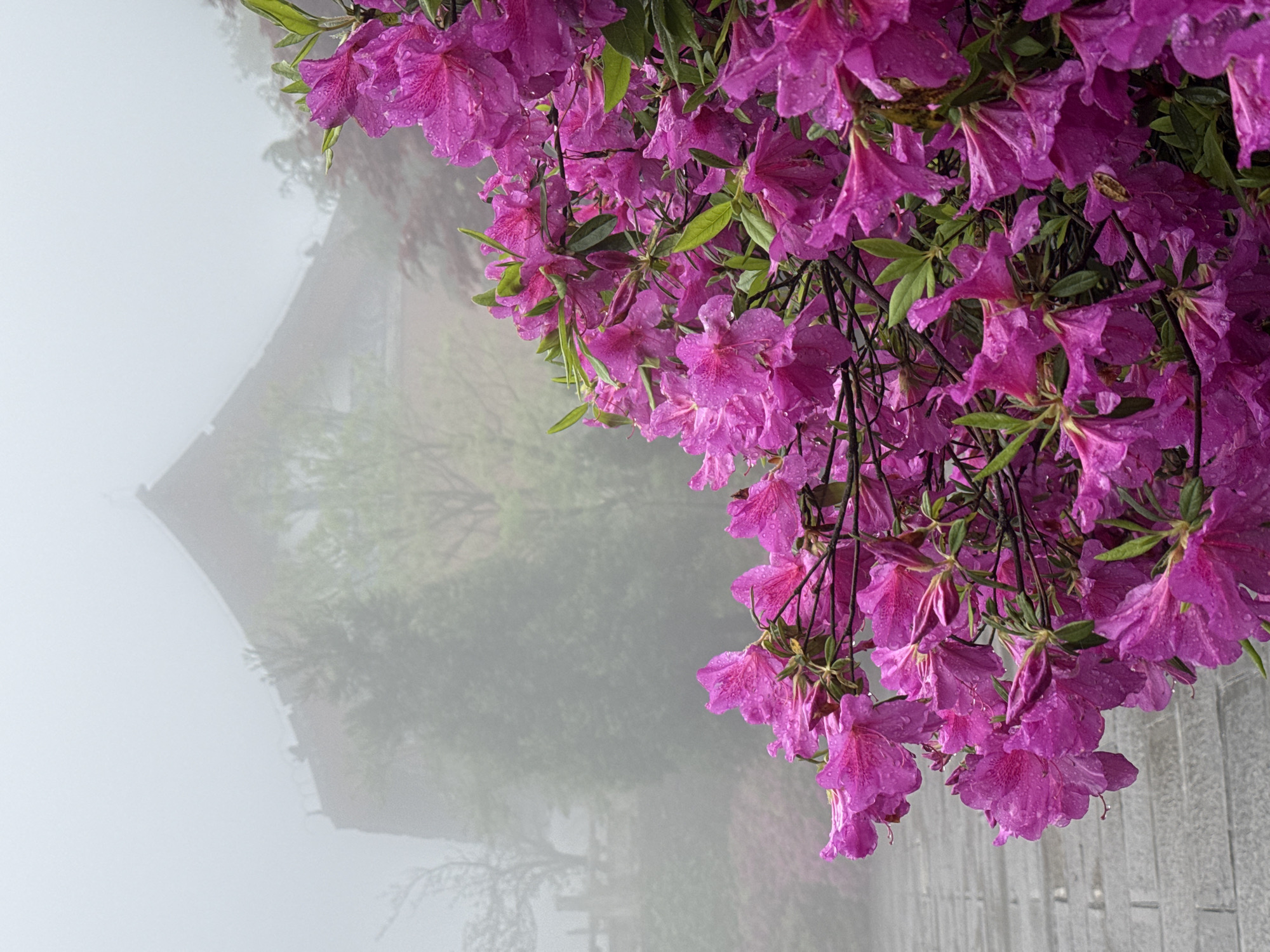 The image shows a close-up of a cluster of bright pink azalea flowers in the Yongding District of China. The flowers are wet, suggesting a recent rain or heavy dew. In the background, obscured by a thick layer of fog, is a blurred silhouette of a traditional Chinese building, likely a temple or other historical structure. The ground is also partially visible near the bottom right corner.
