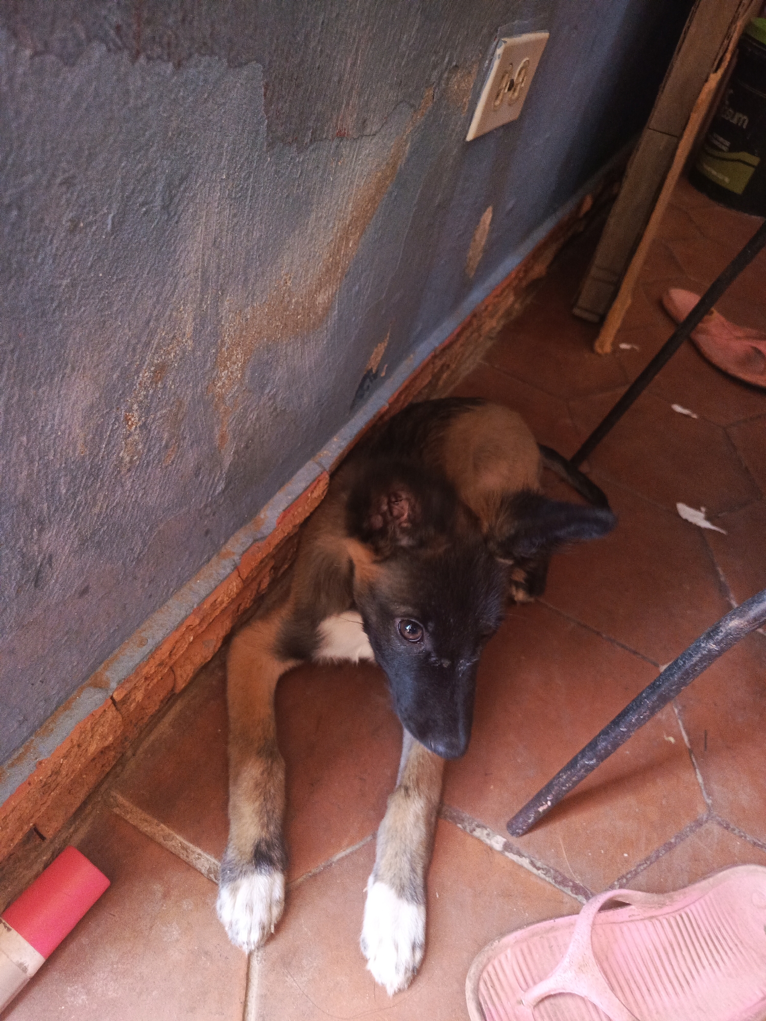 A young dog lies prone on a red-tiled floor in a corner space. The dog is brown and black with white socks on its front paws. Its head is turned upward, looking towards the camera. A gray wall with a protruding, unfinished brick ledge forms one side of the corner. An electrical outlet is visible on the wall. The other side of the corner is formed by objects including a metal rod, pink sandals, and a dark green container. A red object is visible near the dog's front paws.
This scene is located in Juan Griego, Venezuela.