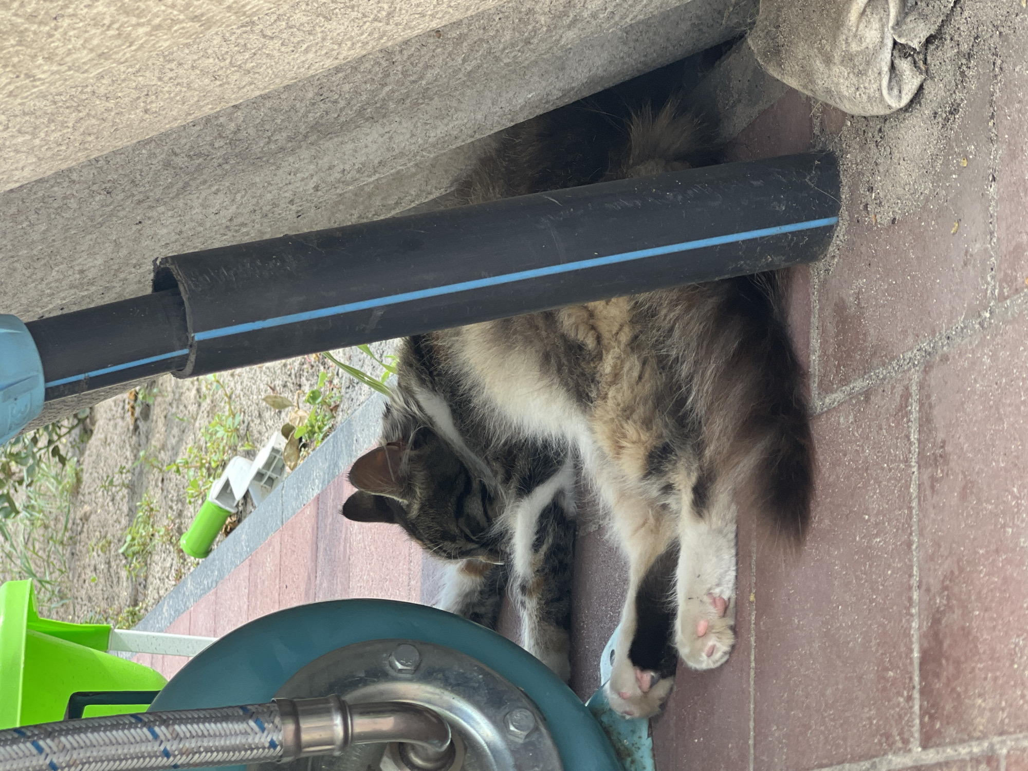 A tabby cat is resting under a pipe outdoors, in what appears to be a yard or garden area. The cat is lying on its side, partially obscured by the black pipe which has a blue stripe running along its length. The cat's fur is a mix of brown, black, and white, and its paws with pink pads are visible. Behind the cat, there are hints of greenery and what looks like a paved area with red bricks. In the foreground, there are parts of what seem to be plumbing fixtures, including a blue circular object and a metal braided hose. The lighting suggests it is daytime.