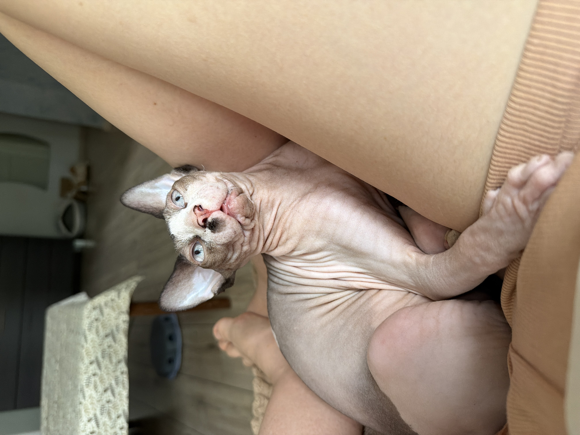 Indoors, in a residential setting in Unknown, Unknown, a Sphynx cat with bi-color fur and distinctive blue eyes is positioned between the bare legs of an individual. The cat's skin is wrinkled, and its fur pattern consists of lighter tones on its face and ears, contrasting with a darker, grayish-brown body. Its gaze is directed upwards and slightly to the left, and its mouth is partially open. The individual's fair-skinned legs are prominently featured, forming a cradle for the cat. The background includes a light-colored wooden floor and a table covered with a cream-colored, patterned tablecloth. Underneath the table, a circular, grey object resembling a cushion or pet bed is visible. The distant background elements are out of focus.