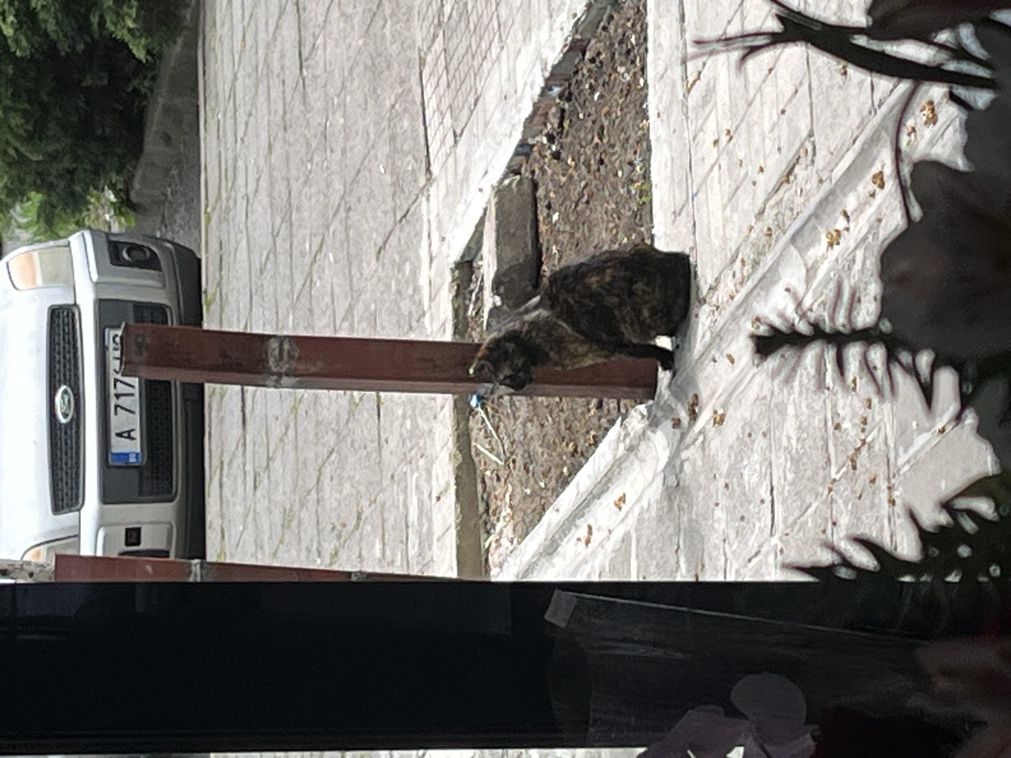 The image captures a scene likely in Burgas, Bulgaria, as evidenced by the license plate "A 717 HO" on a parked silver van. The view appears to be taken from inside a building, looking out through a window with partial obstructions. Outside, a brown and black cat is resting or walking near a patch of dirt and a sidewalk. The sidewalk is composed of gray tiles. There's a rusty brown metal beam or pole on the ground near the cat. Green foliage is visible near the van.