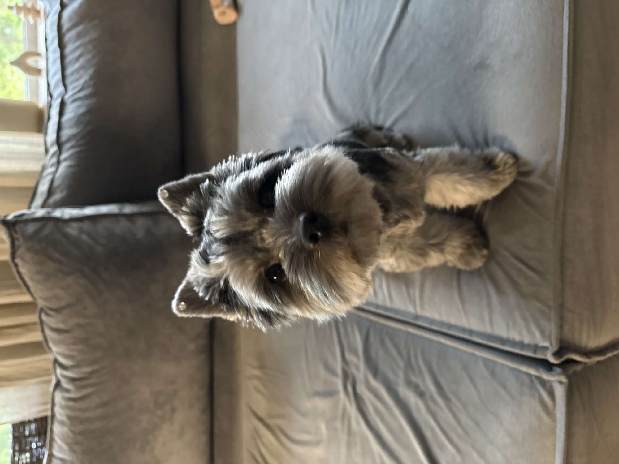 A miniature schnauzer-like dog with dark and gray fur sits on a gray sofa. The dog is facing the camera, with its ears perked up and its eyes looking forward. The sofa is in a room with soft, natural light coming from a window in the background. The window has sheer curtains and shows a glimpse of trees outside. There are a few decorative objects on the windowsill, including a light-colored arch shape and a small, light brown Christmas tree figurine. The dog's paws are visible, and it appears to be a medium shot. The scene appears to be indoors, likely a living room. There is no information to suggest this image is located in Chaikovsky, Russia.
