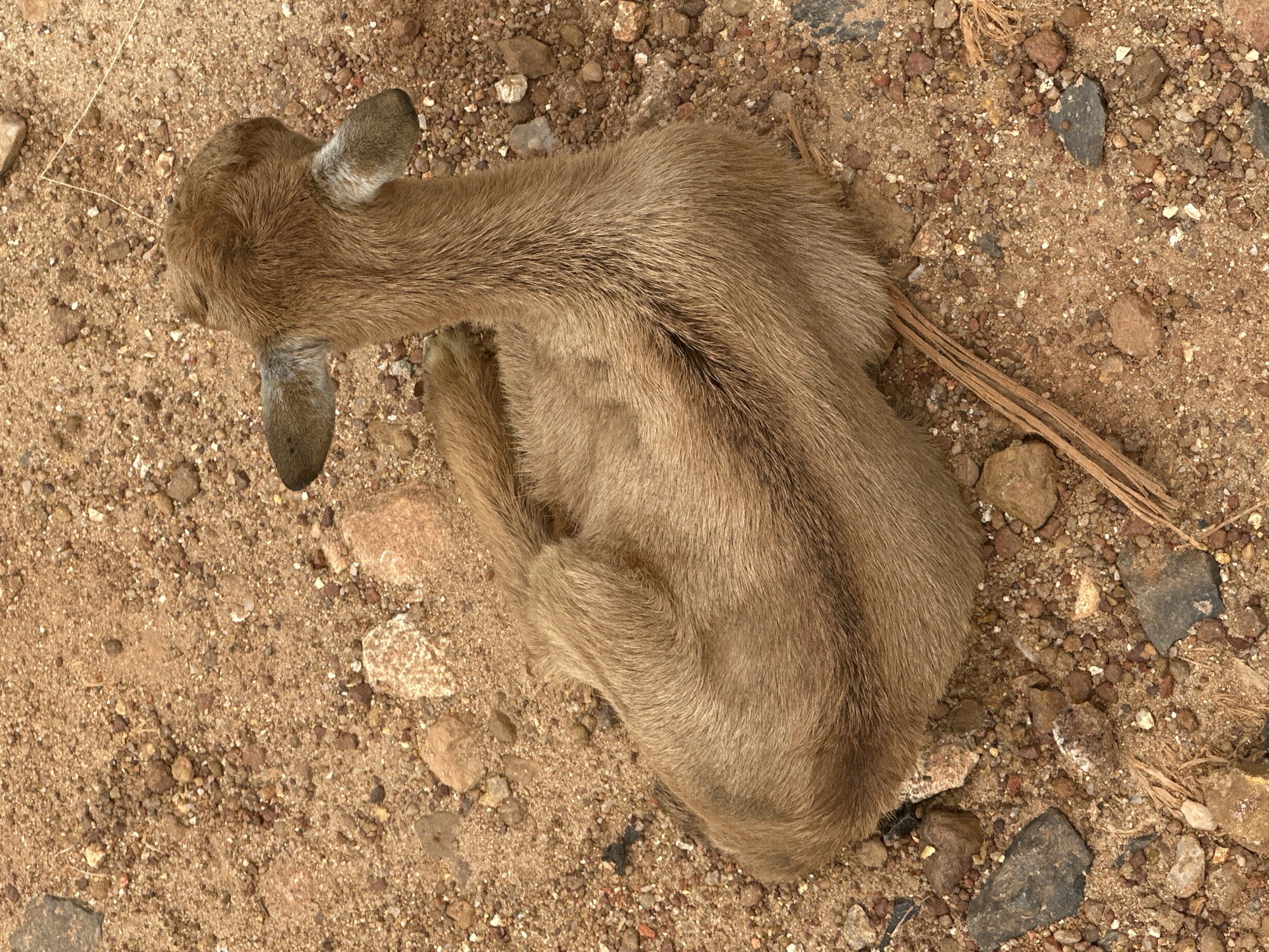 A young, light brown goat is lying down on a patch of dry, sandy ground scattered with small rocks and dried plant material. The goat is positioned facing away from the camera, with its head turned to the right, exposing its ears and the back of its neck. Its body is curled, with its legs tucked underneath. The environment suggests a rural or undeveloped area, possibly on Rukuba Road, Nigeria, given the arid conditions and sparse vegetation. The image is taken from a top-down perspective, focusing on the animal and its immediate surroundings.