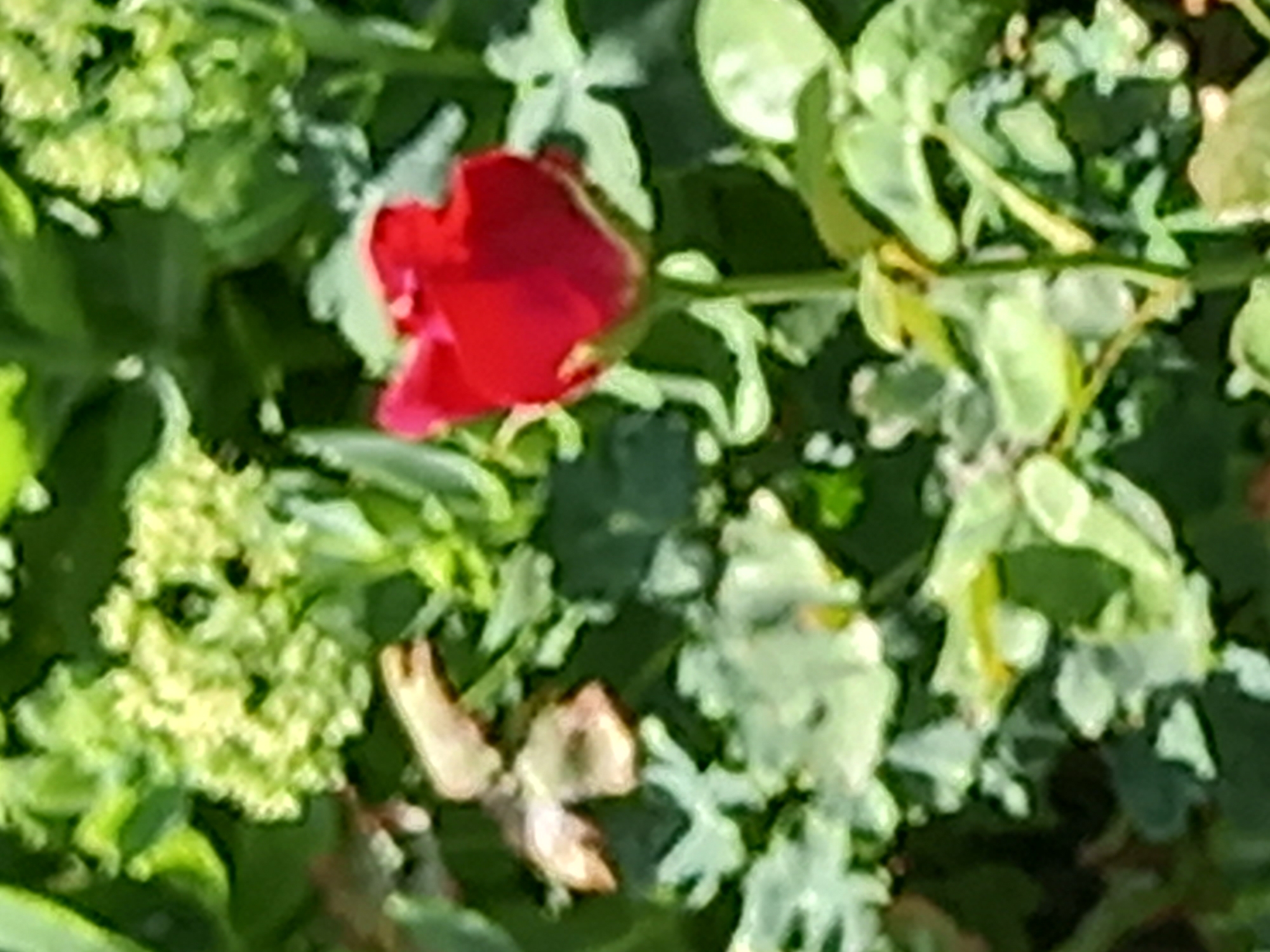 In a garden, a single red rosebud blooms amidst lush green foliage. The rose, with its tightly packed petals, is the focal point of the image, its vibrant color contrasting with the surrounding greenery. Other elements in the garden, such as clusters of small light green flowers and broad leaves, create a natural and organic setting. The lighting suggests it is daytime, with soft shadows indicating a bright, possibly sunny, environment. The image appears to be taken at a medium distance, capturing the rose and its immediate surroundings in sharp focus, while the background is slightly blurred, adding depth to the scene.