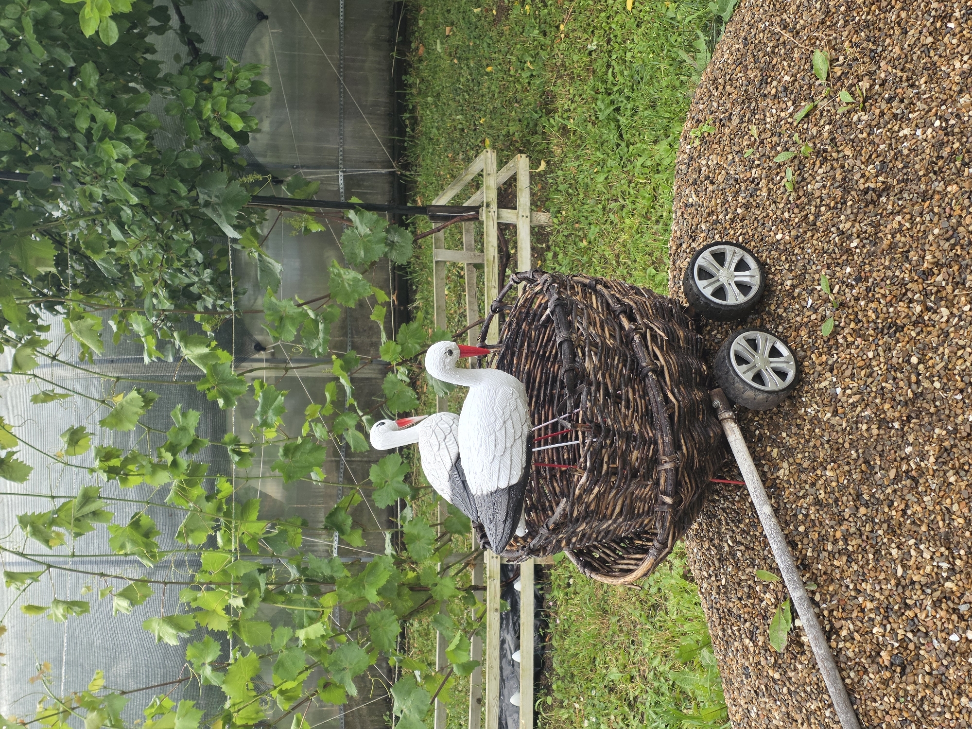 In a garden setting in Проводник, Russia, two decorative storks are perched inside a woven basket that sits atop a pile of gravel. The basket appears to be part of a trolley or cart, indicated by two small wheels visible at the front. The storks are predominantly white with black wings and red beaks. Behind the storks, a vine-covered structure with netting is visible, suggesting a greenhouse or similar cultivation area. The ground is covered in grass and scattered leaves. The overall scene is one of garden ornamentation and outdoor cultivation.