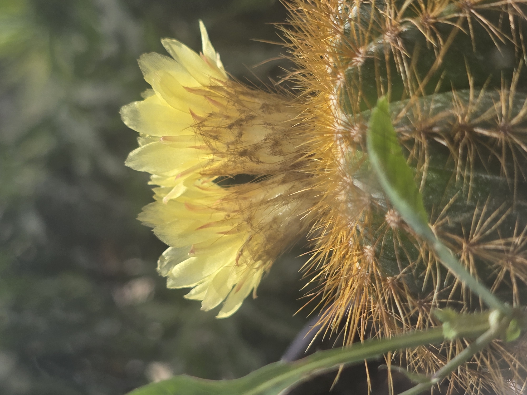 The image shows a close-up of two yellow cactus flowers blooming on a green cactus covered in sharp, golden spines. The background is blurred, suggesting an outdoor environment with foliage and dappled sunlight. There are no people or discernible landmarks indicating a specific location within Podgorica, Montenegro.