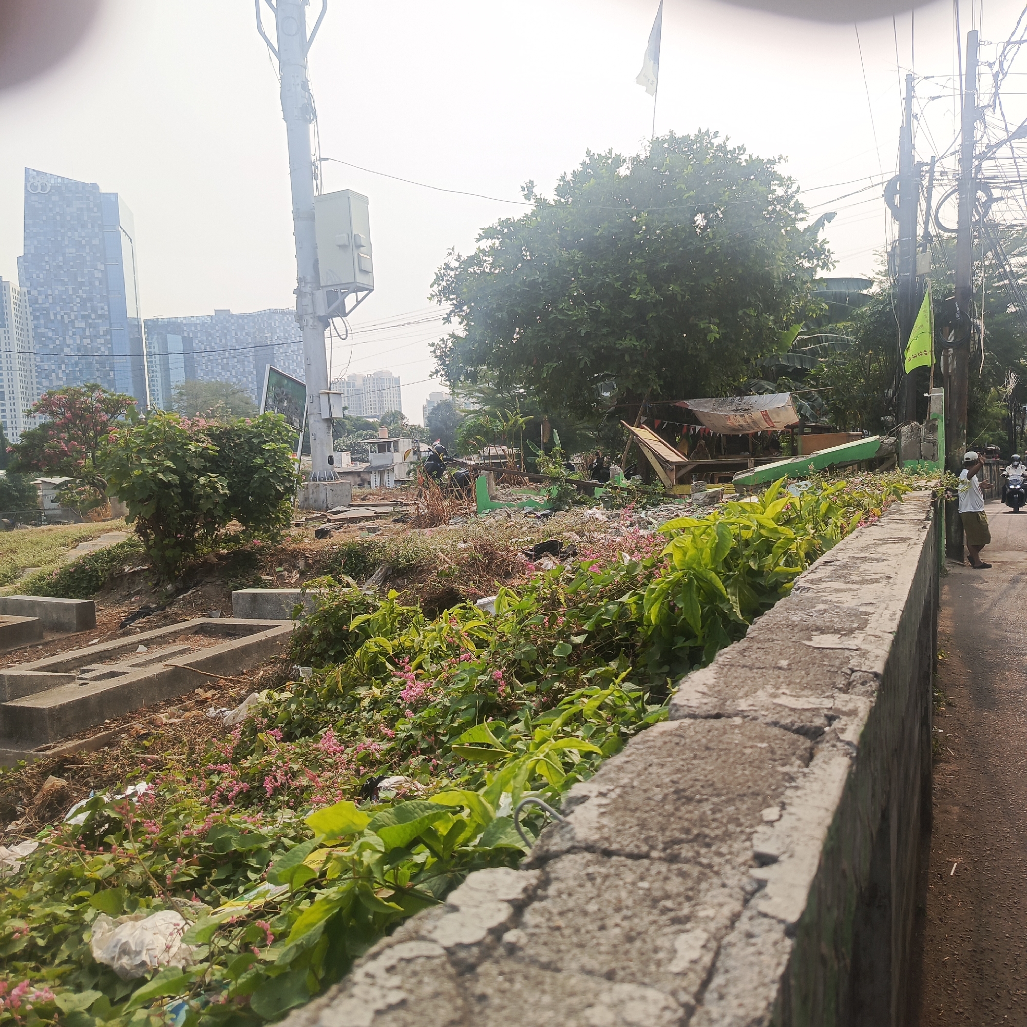 The image captures a view of a street scene in South Jakarta, Indonesia. In the foreground, a weathered concrete barrier runs along the right side of the frame, separating the viewer from a roadside area. Adjacent to the barrier, on the left, is a patch of lush green vegetation with small pink flowers, interspersed with some debris. Further left, a section of what appears to be a graveyard or memorial site with concrete structures is visible.
In the middle ground, the scene transitions to a more cluttered area with makeshift structures, discarded materials, and overgrown plants. A tall green utility box is mounted on a pole on the left side of the frame. Beyond this, a large deciduous tree stands prominently. In the background, modern high-rise buildings with distinctive architectural designs are visible, contrasting sharply with the more dilapidated structures closer to the foreground. Power lines and poles are also a significant feature, crisscrossing the sky.
On the right side of the image, a paved road is visible, with a person standing on the side, facing away from the camera and looking towards the right. A motorcycle is also present on the road, with a person riding it. Two flags are visible; one is yellow and hangs from a pole near the utility box, and another is a yellow flag with some writing, attached to a utility pole further down the road. The sky is overcast or hazy, contributing to a muted overall lighting.