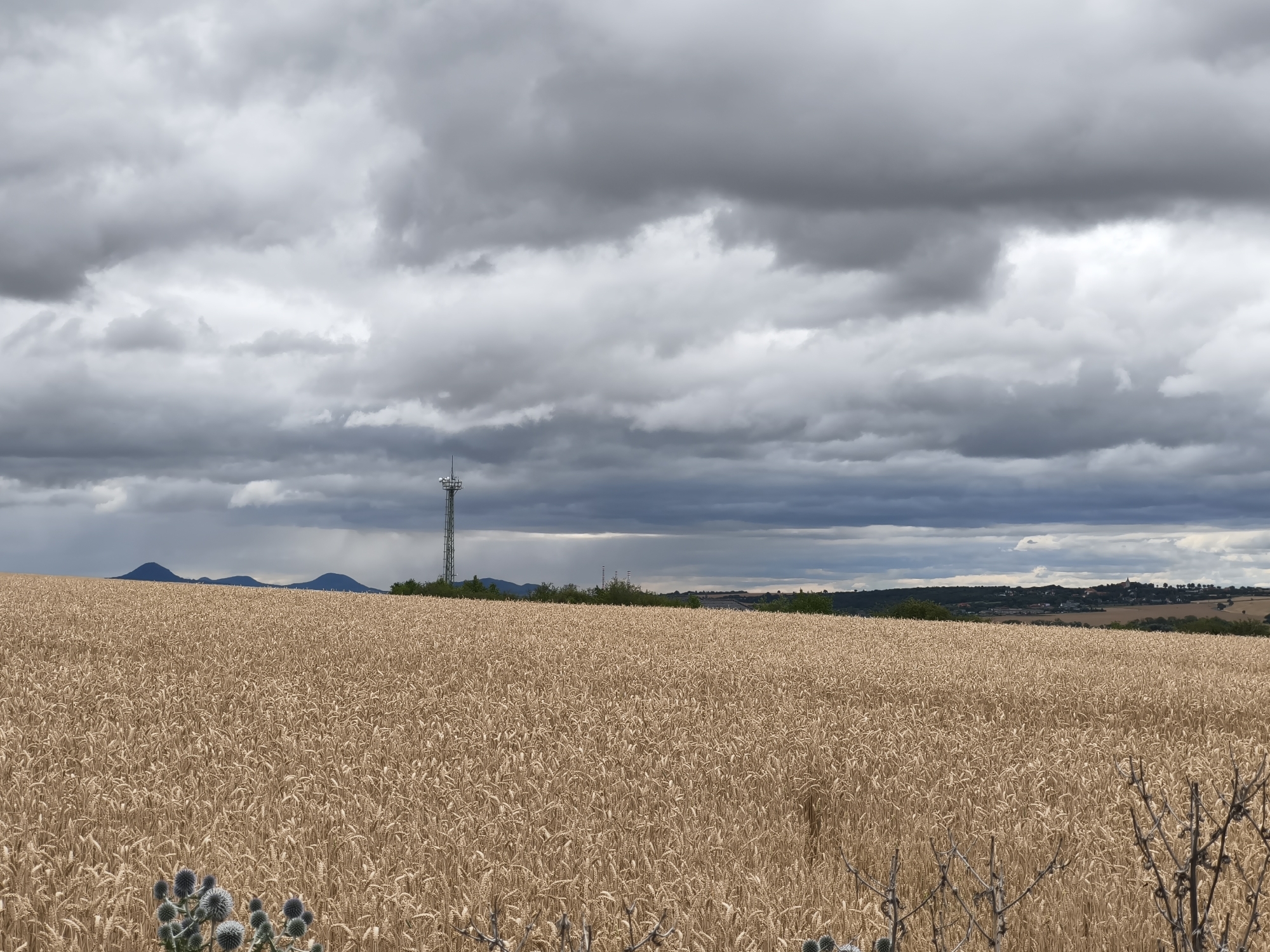 A wide, horizontal, eye-level shot captures a rural scene with a mature wheat field dominating the foreground and middle ground under a heavily overcast sky. The wheat is golden brown and appears ready for harvest, stretching from the bottom edge to the horizon. In the middle distance, a tall, green metal tower with antennas stands to the right of three dark, conical hills. The sky is filled with dark, heavy clouds, suggesting impending rain. In the far distance, a faint line of trees and buildings marks the horizon, with hints of a town visible. A spiky, grey-blue plant is in focus in the bottom left corner, and bare branches are visible in the bottom right. The location is Malé Březno, Czechia.