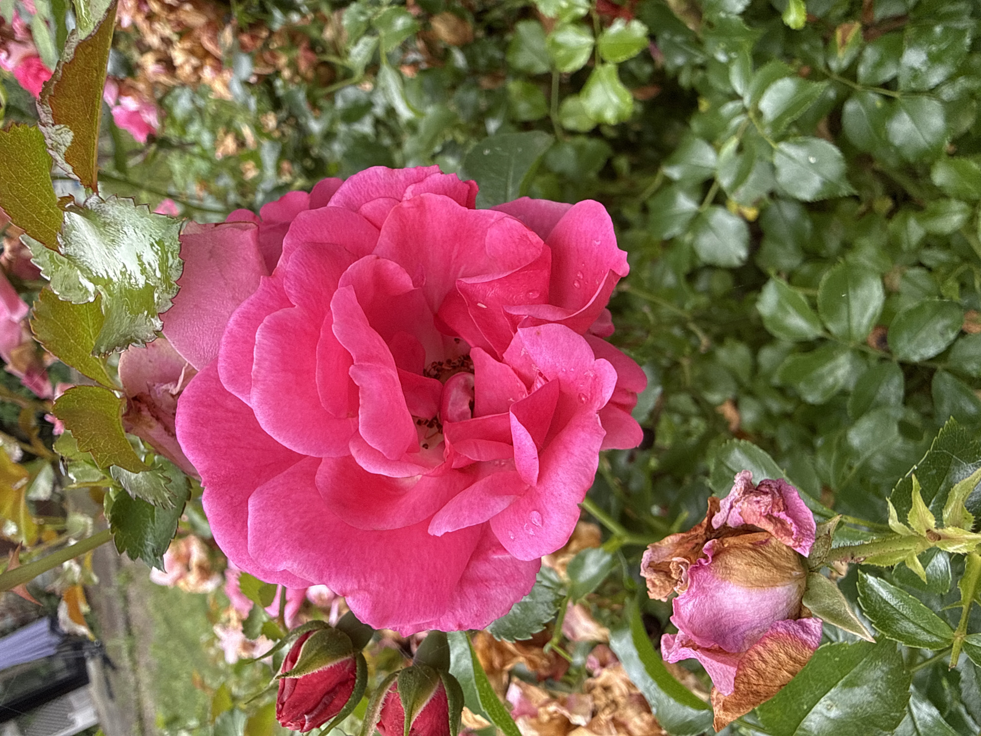 A close-up, eye-level, outdoor shot shows a cluster of pink roses in various stages of bloom, located in Herford, Germany. The most prominent subject is a large, fully bloomed bright pink rose in the center of the frame, its petals unfurling. To the left, two tightly closed red rosebuds are visible. In the lower left corner, a withered rose displays brown and pink petals. The background is filled with lush green rose leaves, some appearing wet, and out-of-focus foliage and dried brown rose remnants. The lighting suggests an overcast or shaded day.